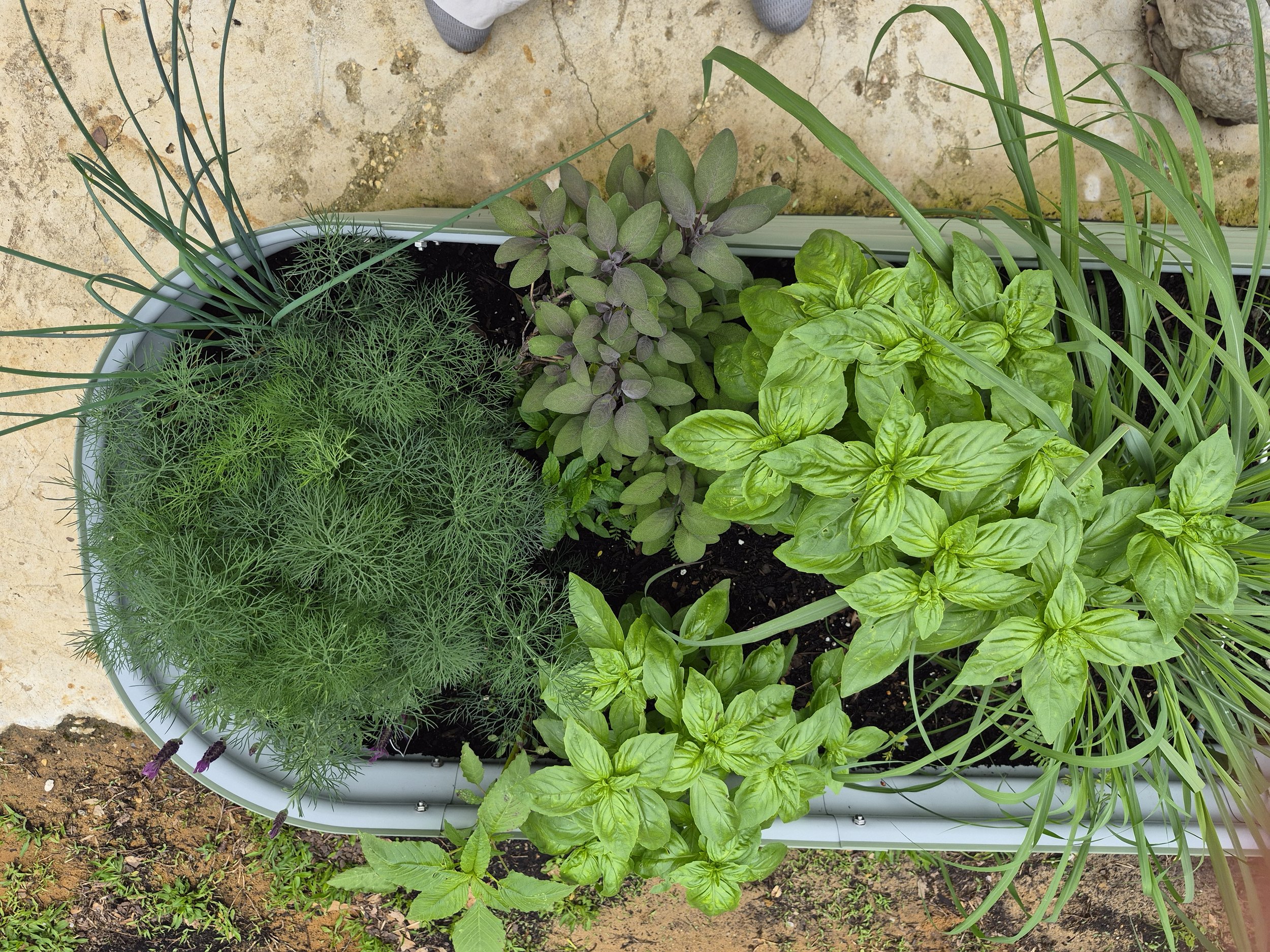 A large white planter filled with various green herbs and plants, including basil, thyme, and grass-like plants, situated on a patch of soil with a beige concrete surface in the background.