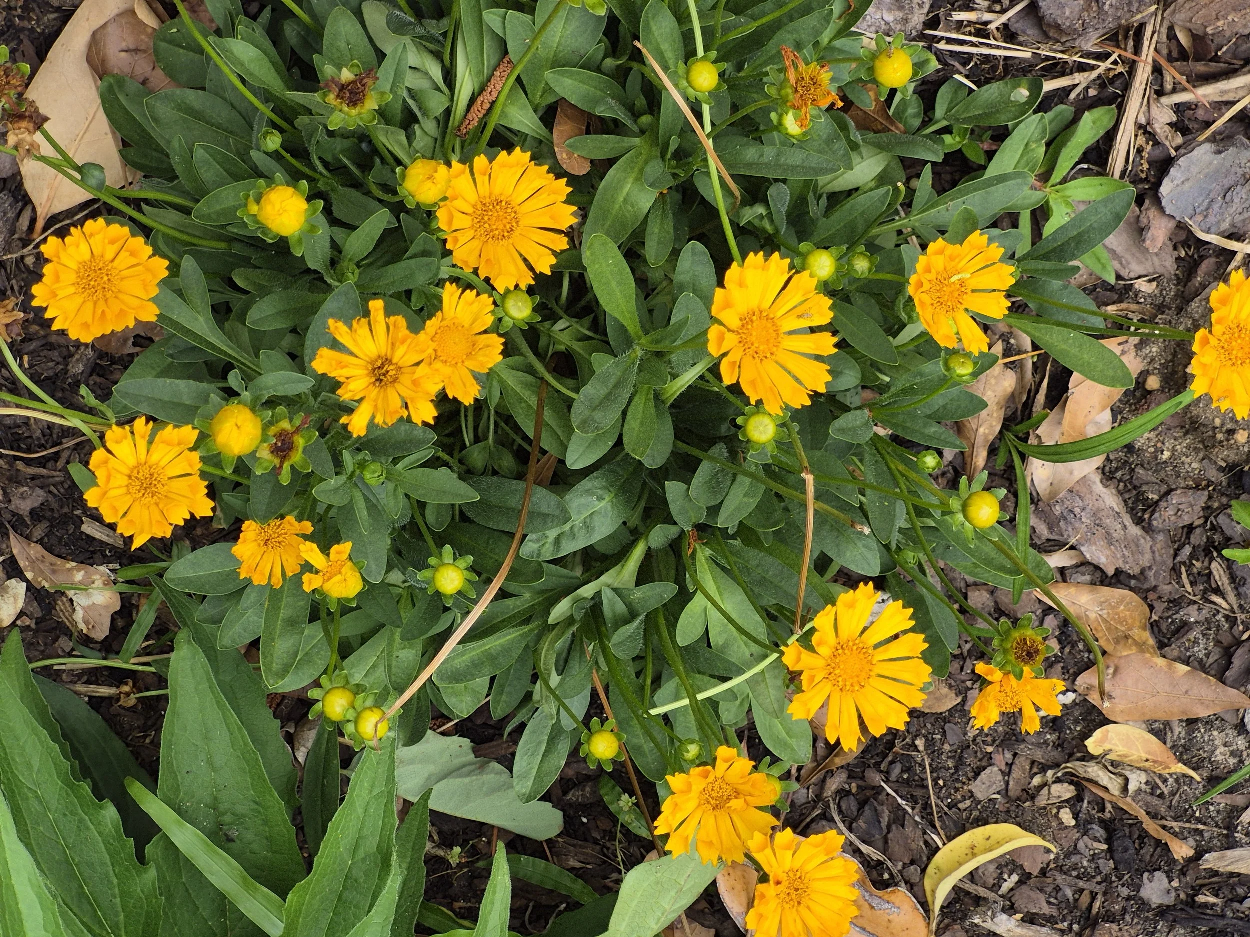 Yellow and orange marigold flowers in a garden bed with green leaves, soil, and fallen dried leaves.