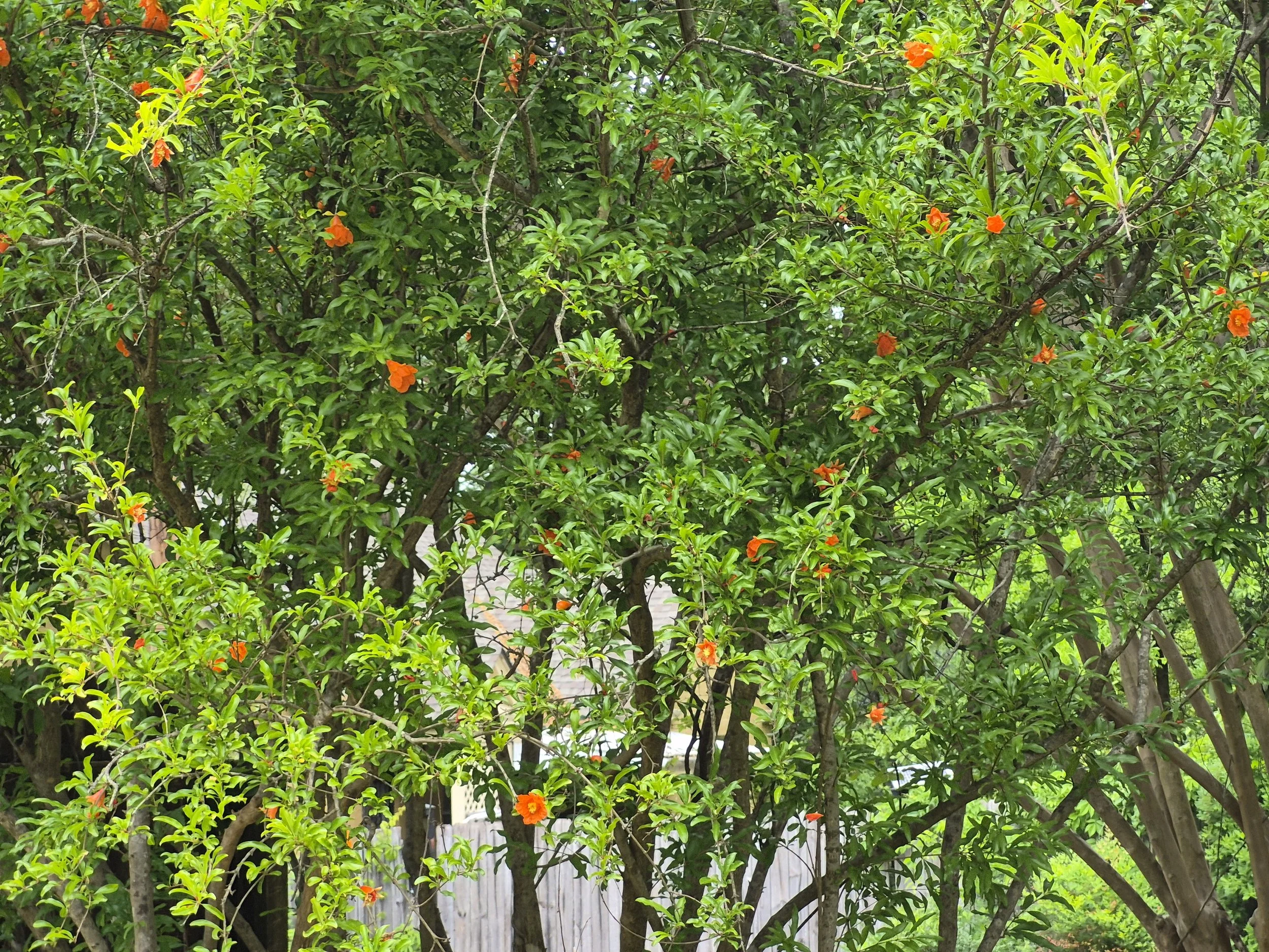 A lush green tree with orange flowers, likely in a backyard or garden area.