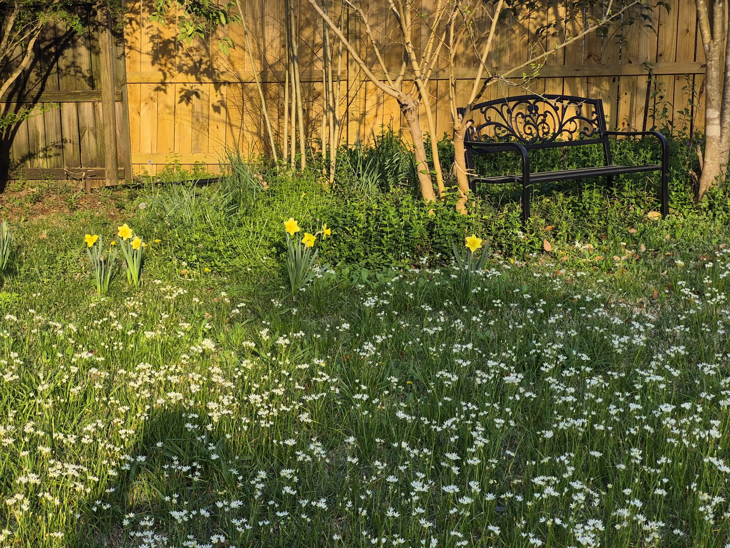 A backyard scene with a black decorative metal bench, various green plants, and small yellow and white flowers in the foreground, a wooden fence in the background, and a few small trees and bushes around.