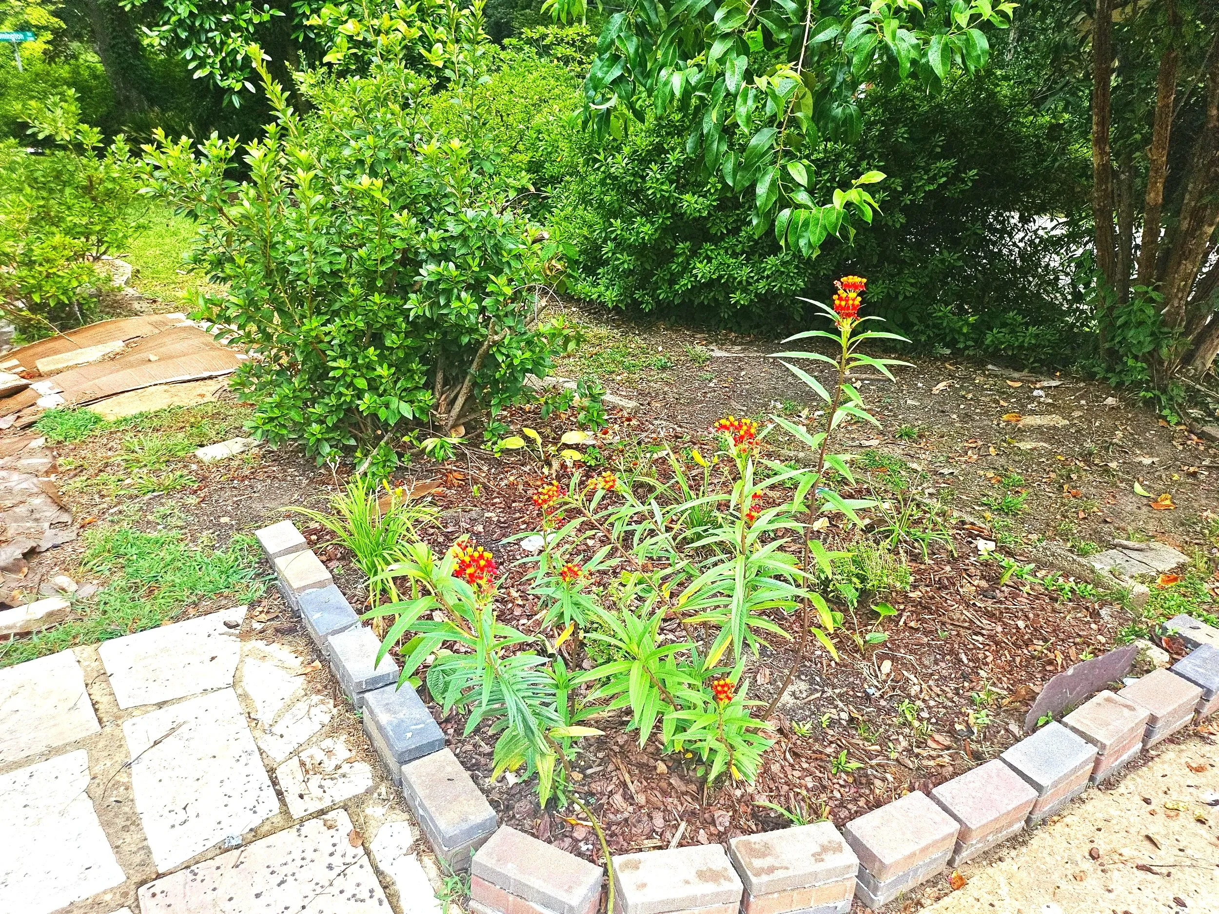 A small garden area with various green plants, shrubs, and a flowering plant with red and yellow flowers. There is a curved brick border and some paving stones on the ground.