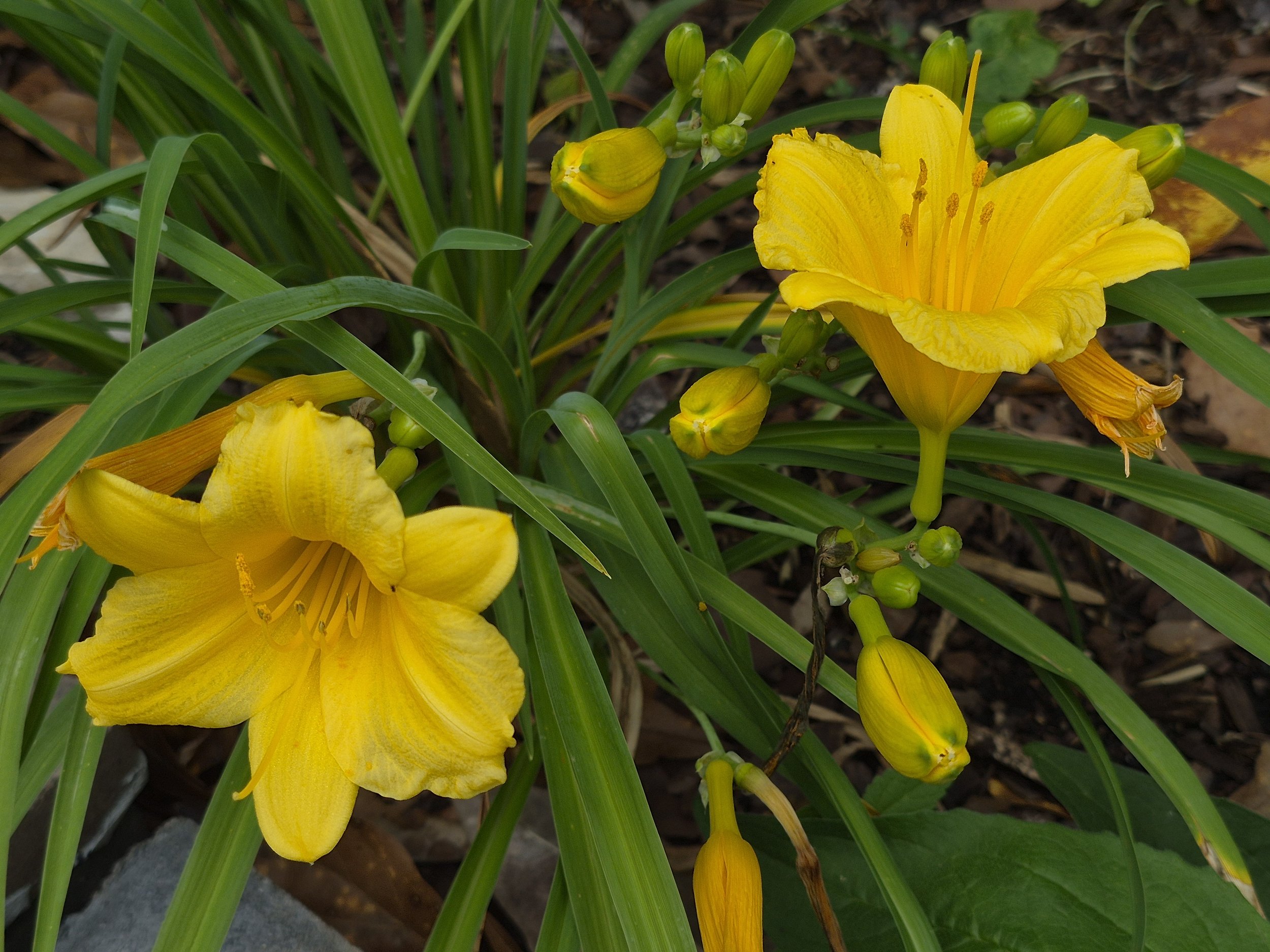 Close-up of yellow daylily flowers with green leaves and unopened buds in a garden bed.