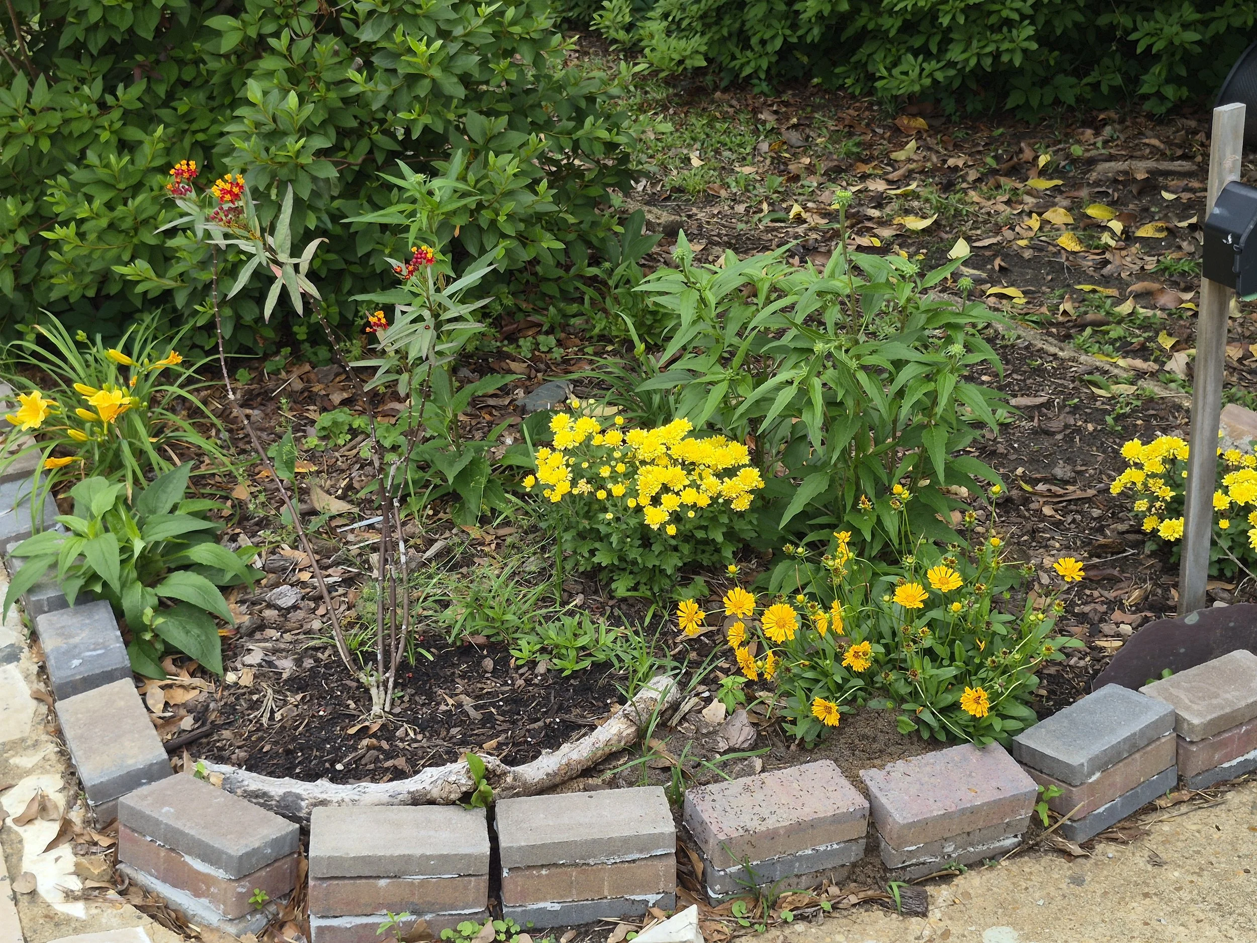 A garden bed with yellow flowering plants, green leafy plants, and a small shrub with red and yellow flowers, bordered with bricks and a wood mulch covering the soil.