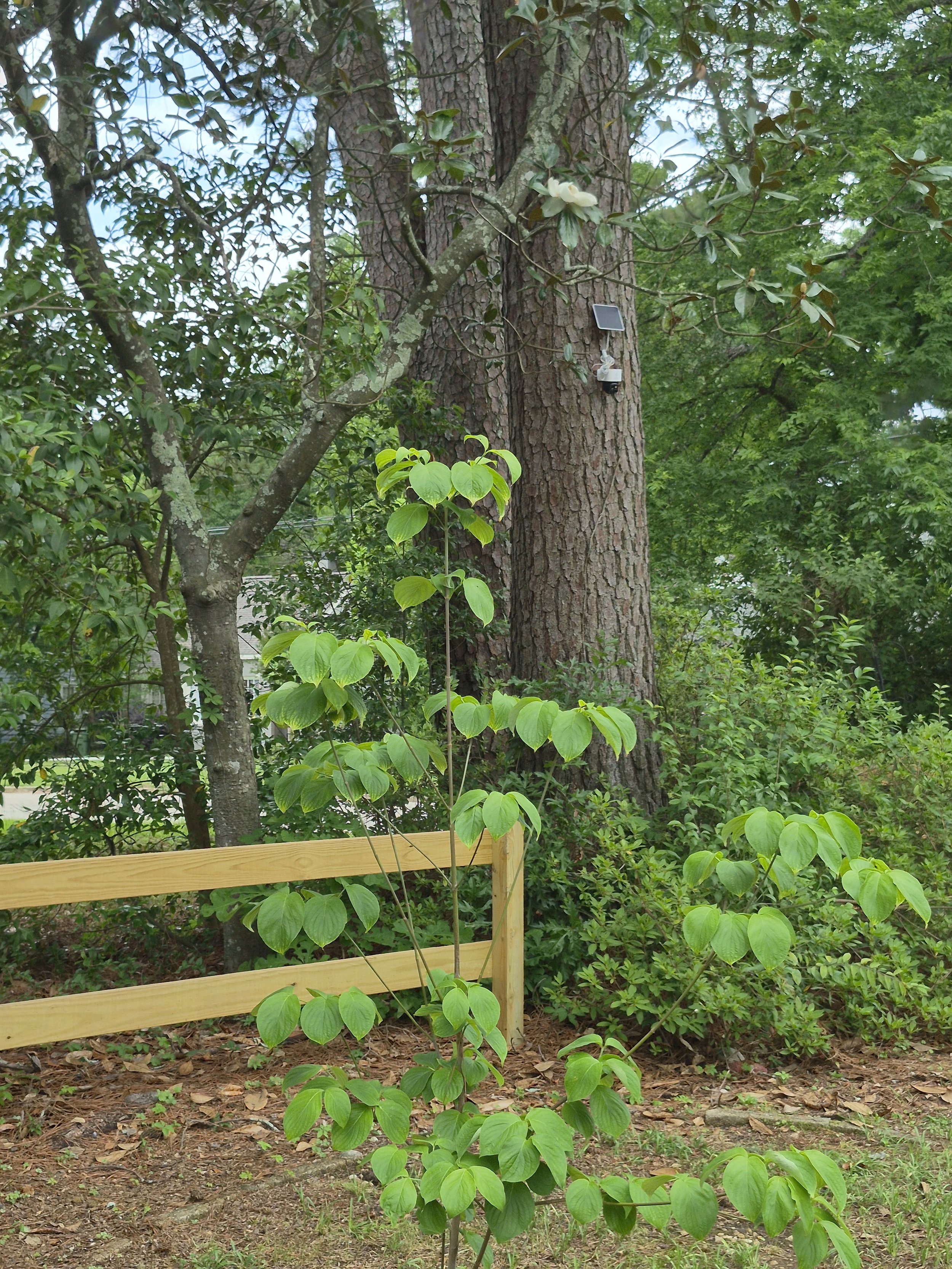 Young plant with large green leaves growing in front of a large tree trunk, with a wooden fence in the foreground and dense green foliage in the background.