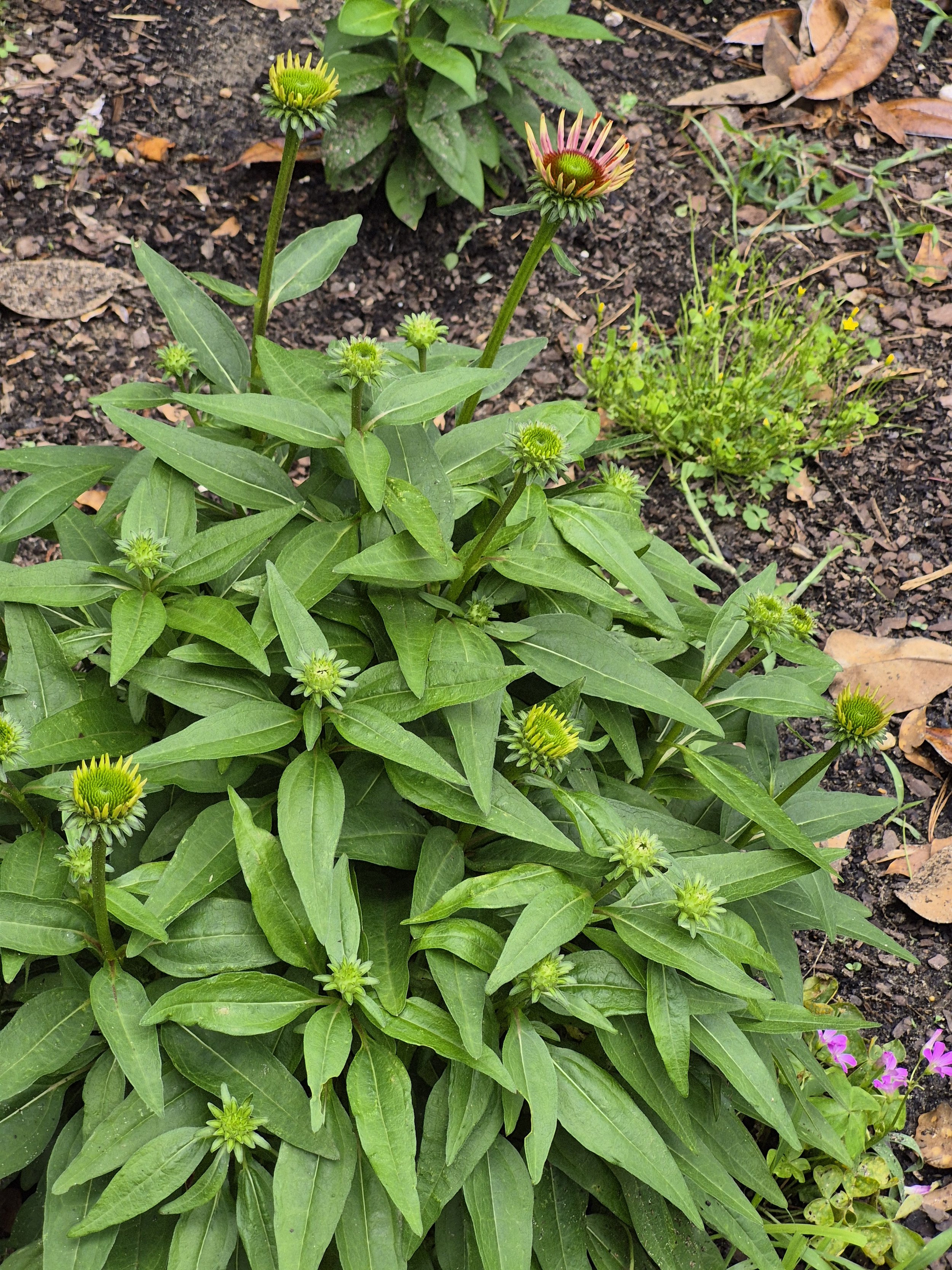 Green plant with several flower buds and some blooming flowers. The flowers are partially open with pink and green petals. The plant has elongated green leaves, and the background consists of dark soil, fallen leaves, and some small other plants.