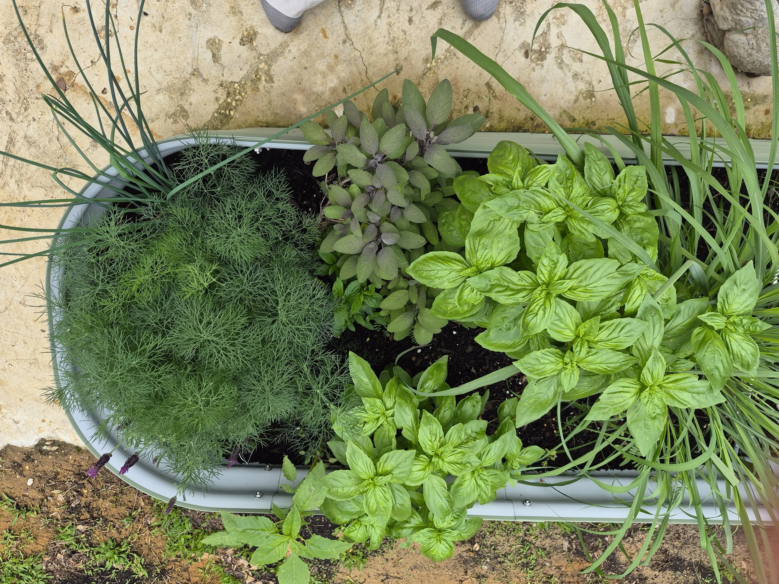 A top-down view of a white planter box filled with various green herbs and plants, placed on a concrete surface with some soil and grass around.