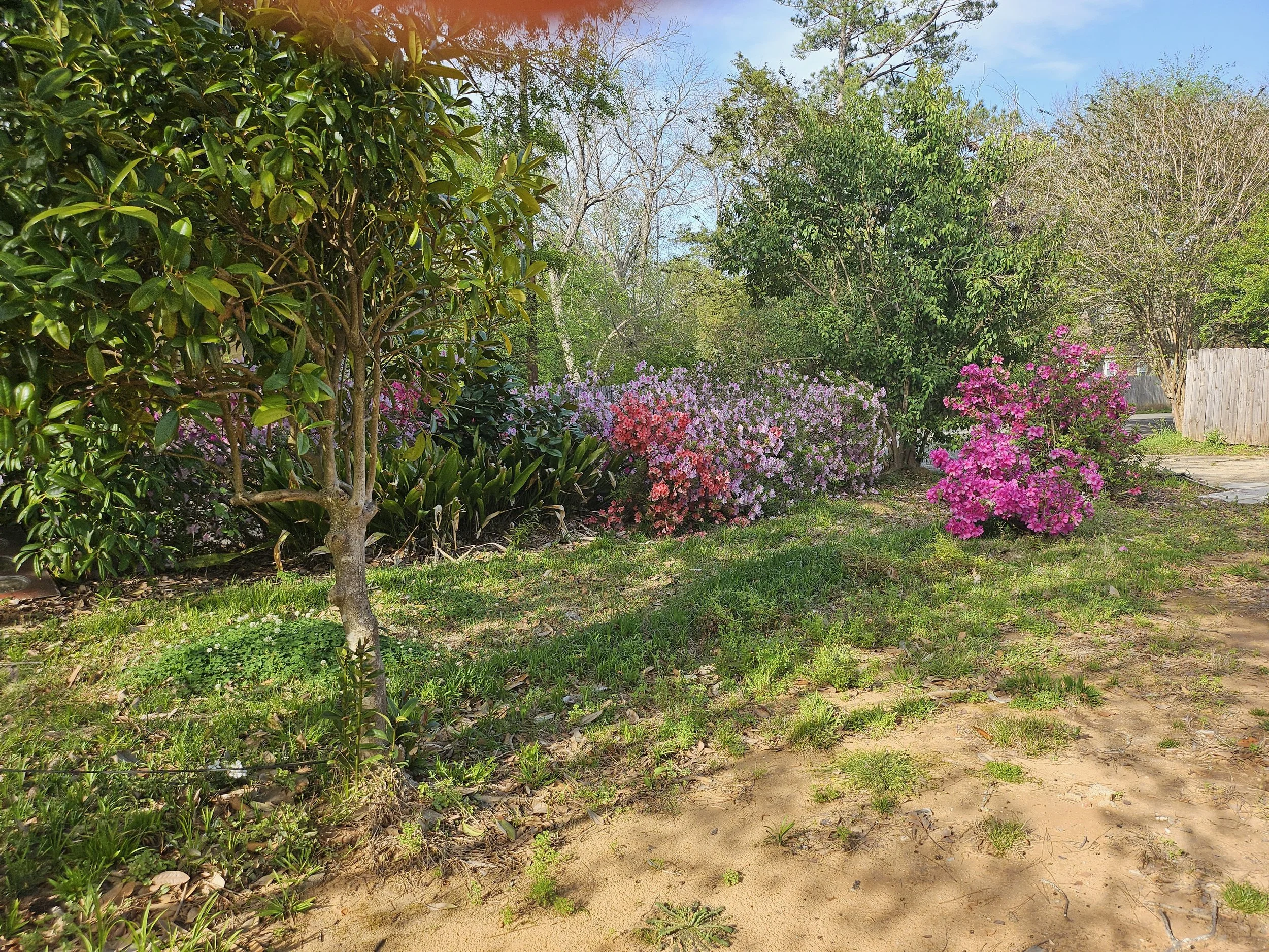 A garden with green trees, pink and purple flowers, and a wooden fence in the background under a clear blue sky.