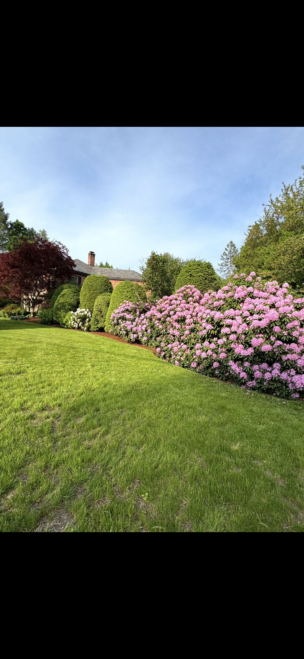 A well-maintained suburban front yard with lush green grass, blooming pink and white flowers, and neatly trimmed bushes and trees, with a house in the background under a blue sky with some clouds.