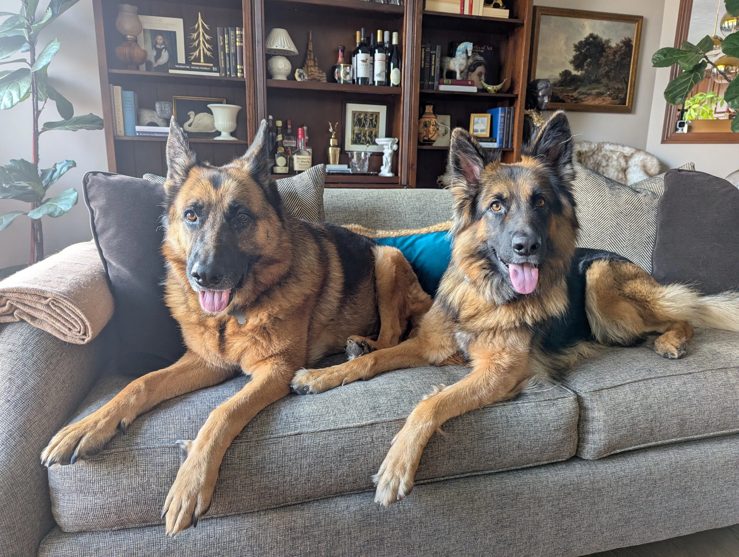 Two German Shepherd dogs laying on a gray couch inside a room with wooden shelves, books, decorative items, plants, and wall art in the background.