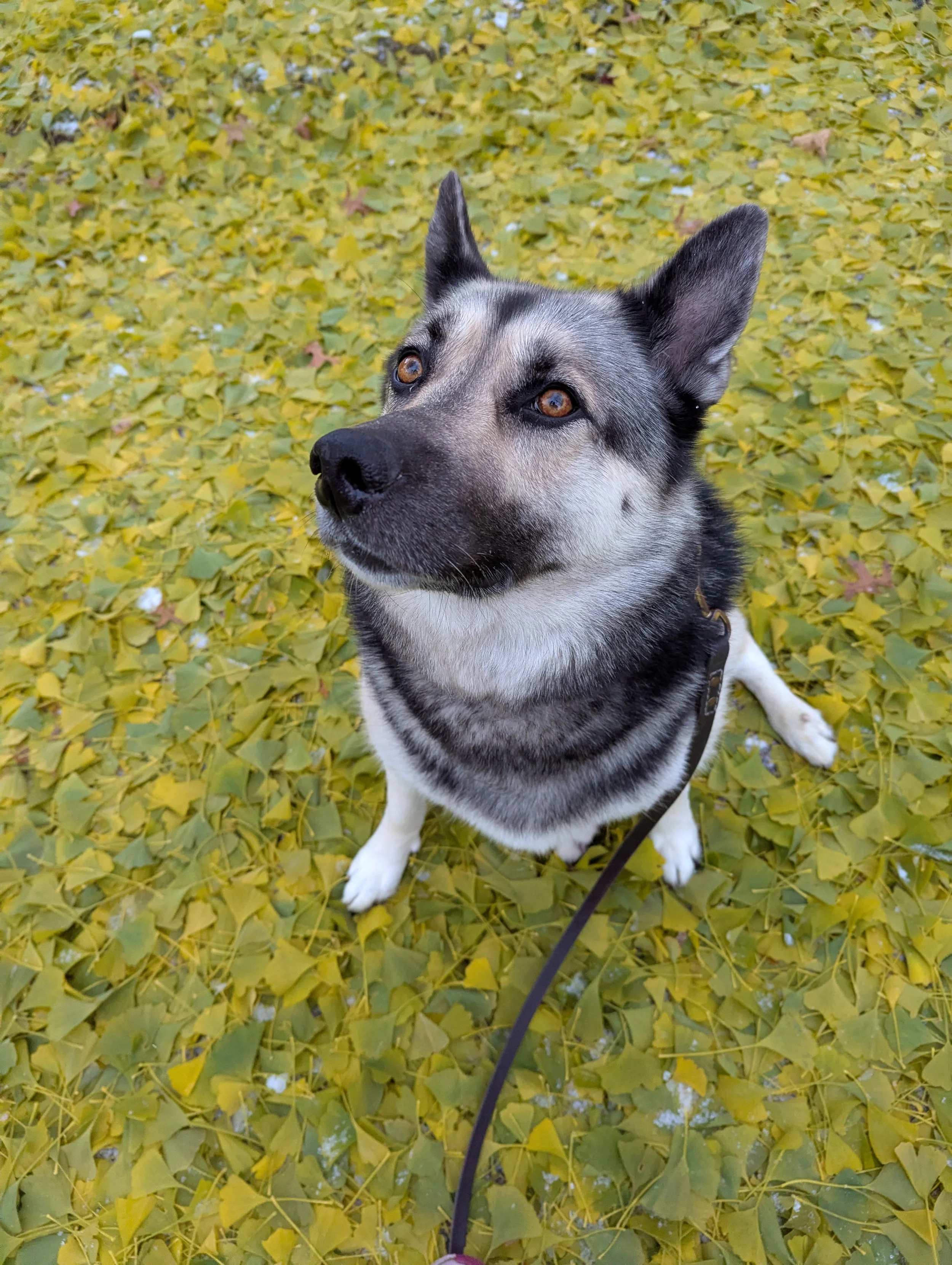 A dog with a mostly black and white coat sitting on a bed of yellow leaves, looking slightly to the left.
