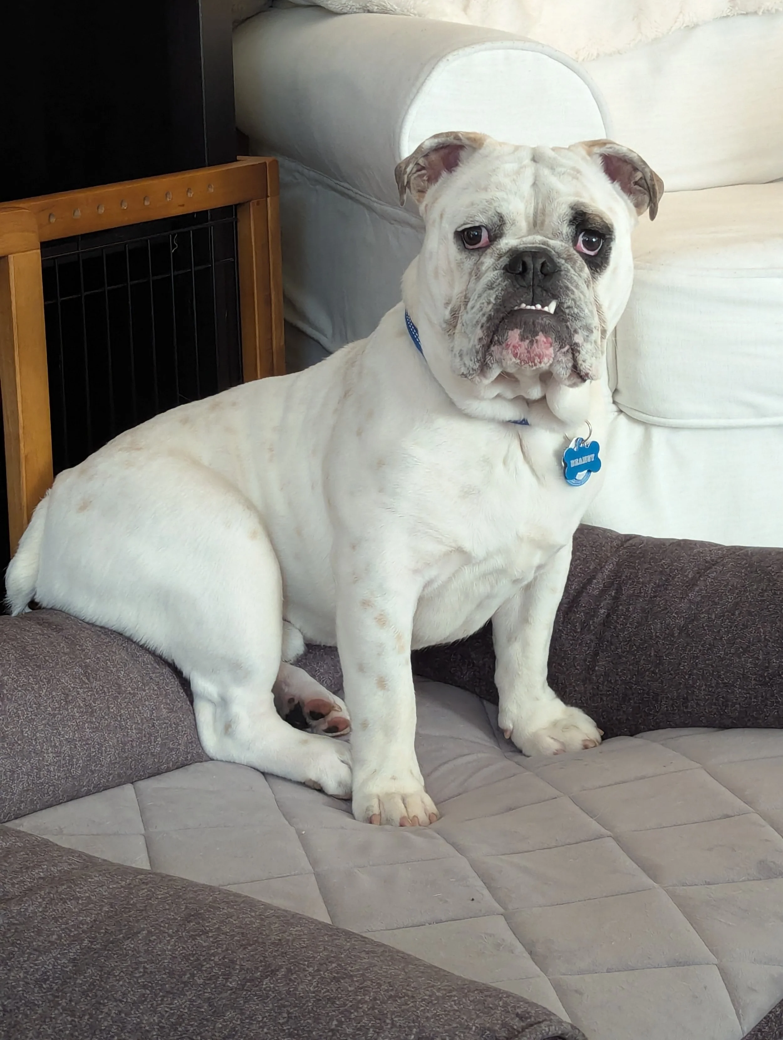 A large, white bulldog with a wrinkled face and droopy eyes, sitting on a couch with dark and light gray cushions, wearing a blue collar with a bone-shaped tag.