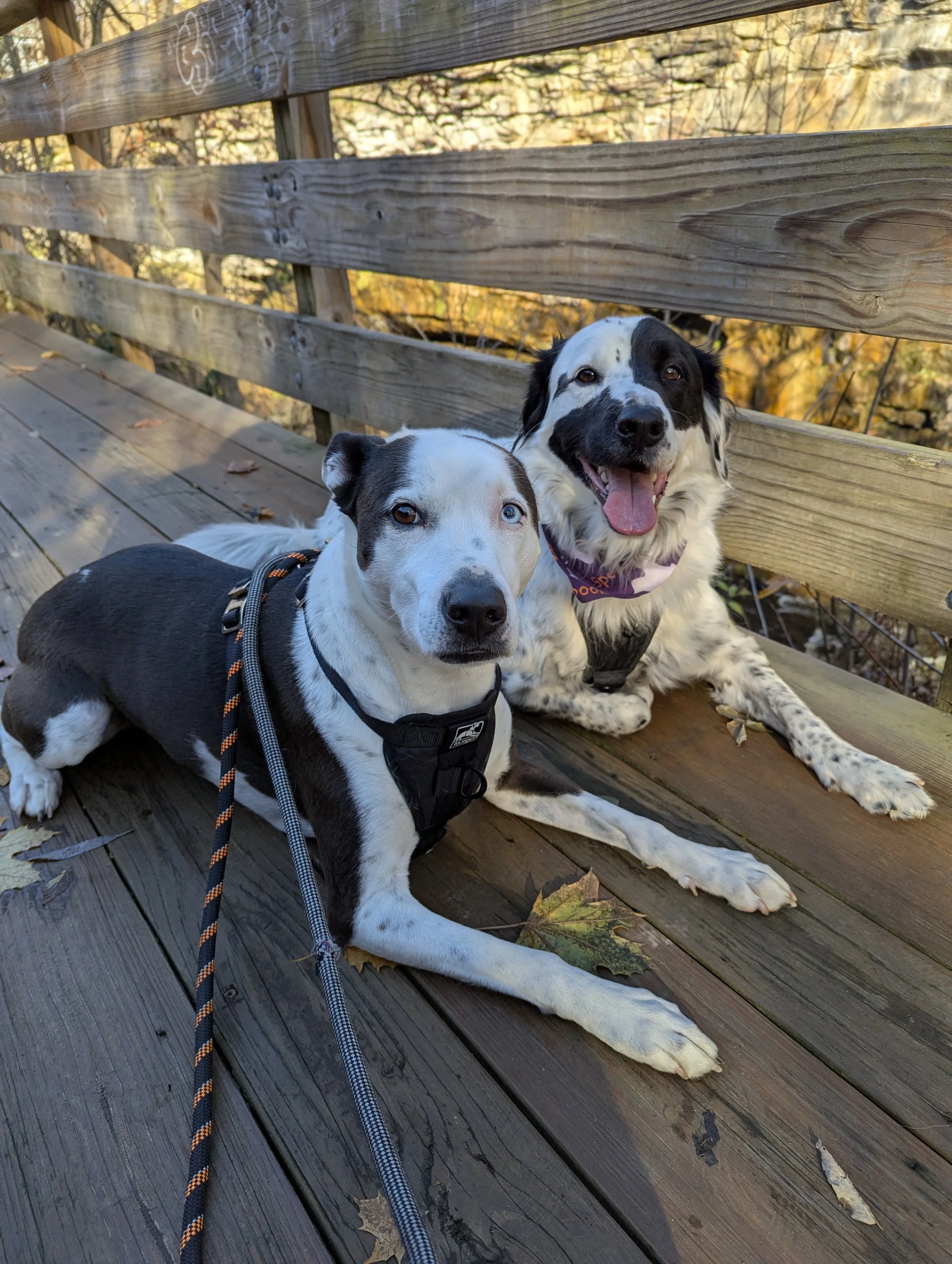 Two dogs sitting on a wooden bridge. One dog is black and white with blue eyes, and the other is white with black spots and a black patch over one eye. Both dogs are looking at the camera with their mouths open, appearing happy. The background shows trees with autumn-colored leaves.