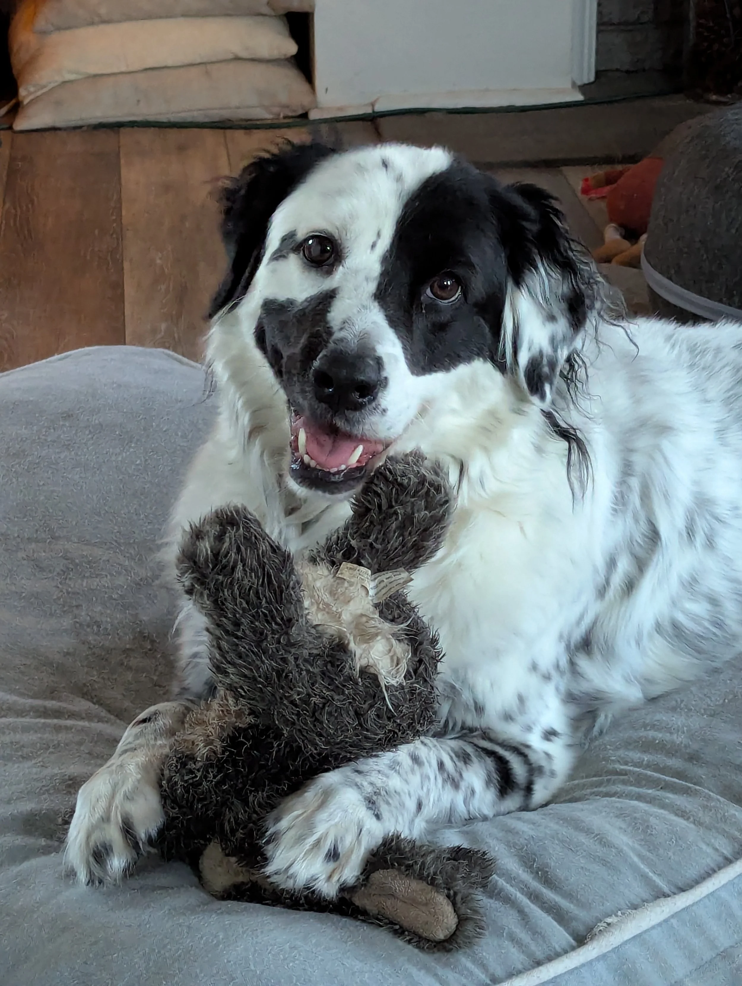 A black and white dog with a happy expression lying on a grey blanket or bed, with a door, a bag of dog food, and a rock in the background.