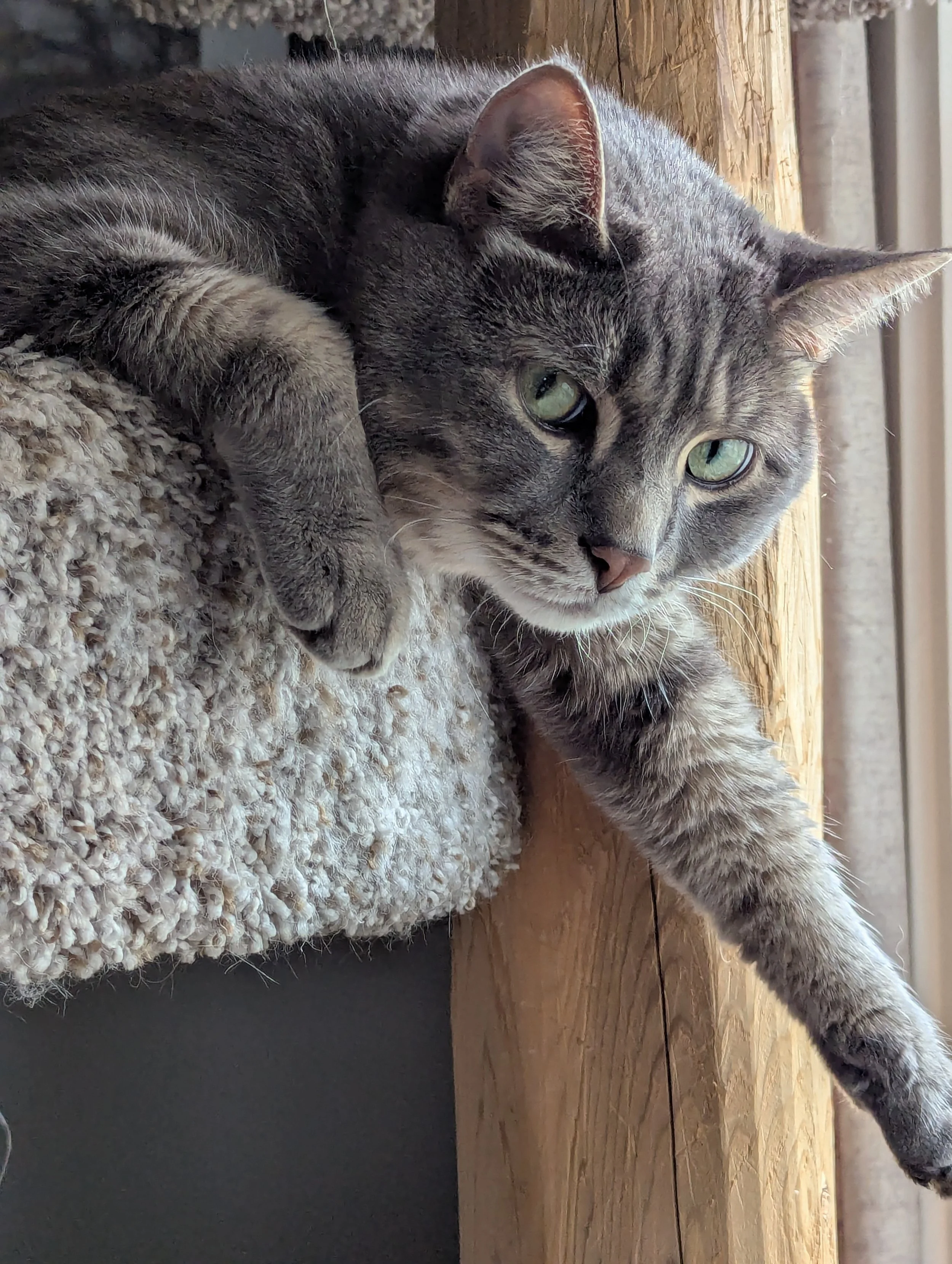 A tabby cat lying on a pet tree.