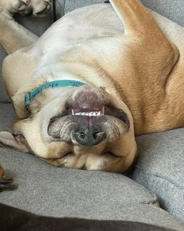 A dog lying on a couch, sleeping on its back with its mouth open and teeth visible.