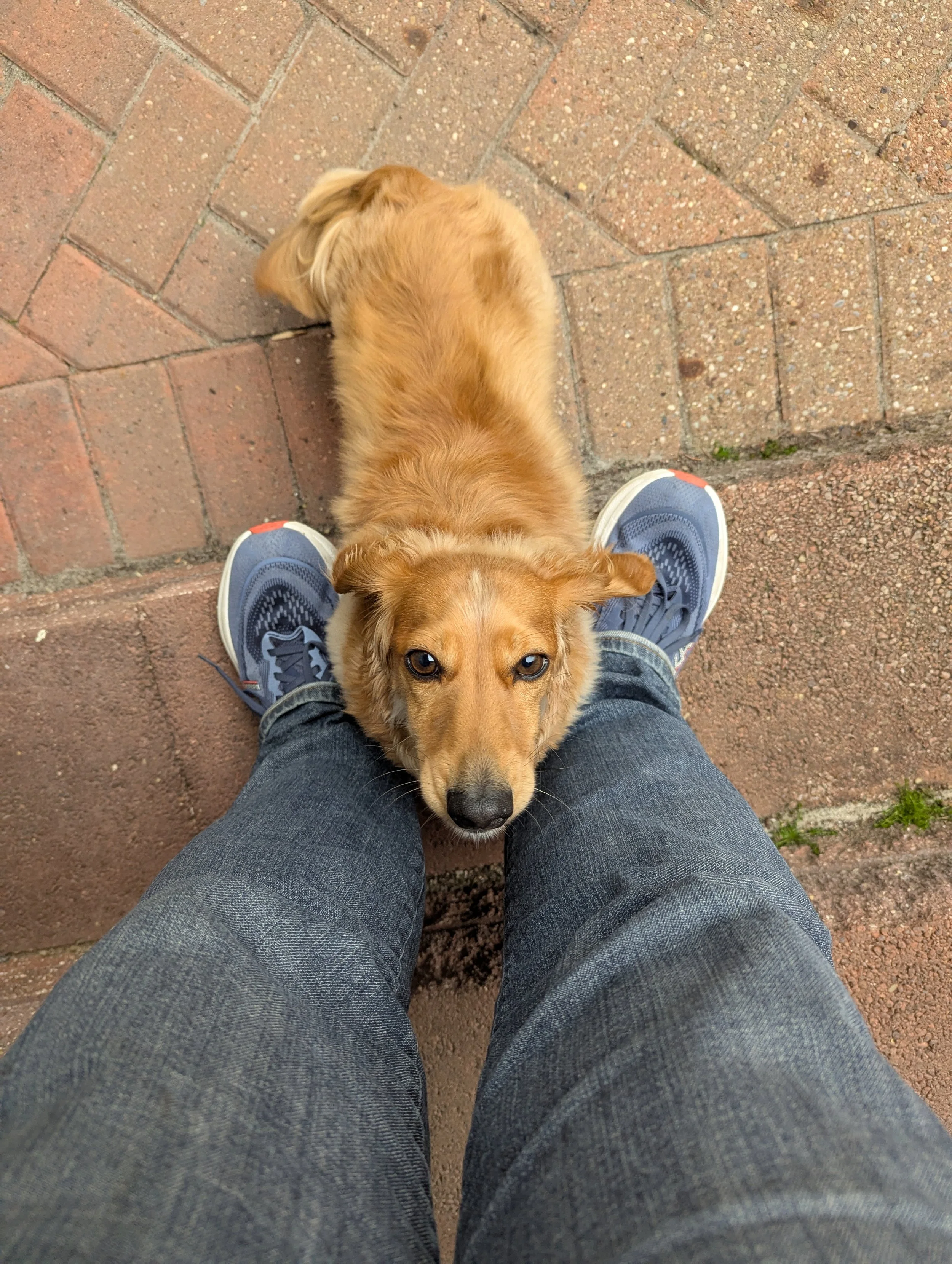 A person looking down at a small, golden-colored dog that is facing up with its head against the person's legs. The person is wearing sneakers and jeans, and the ground is made of brick pavers.
