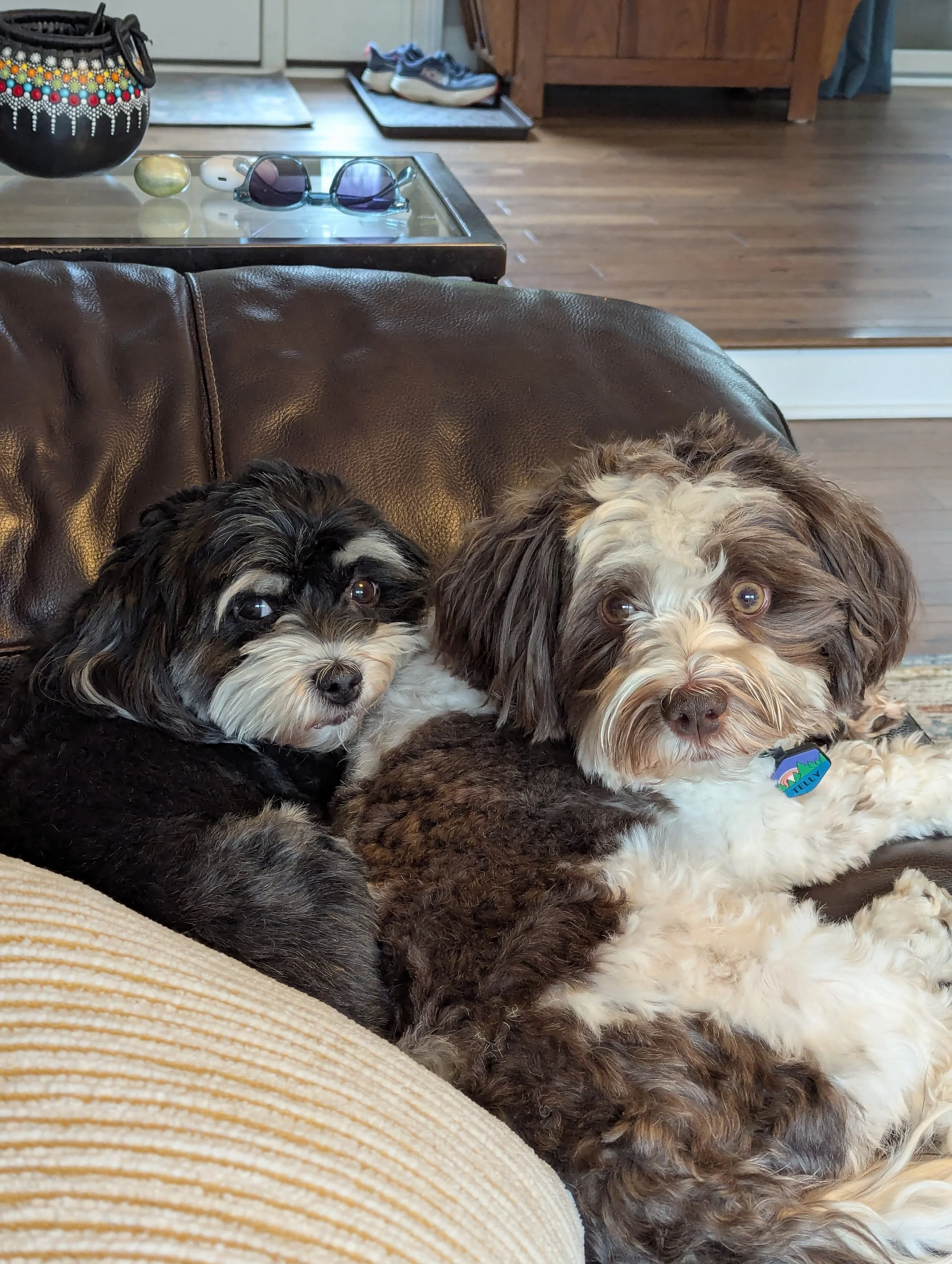 Two adorable puppies lying on a brown leather couch, one with black and white fur and the other with brown and white fur, in a cozy indoor setting.