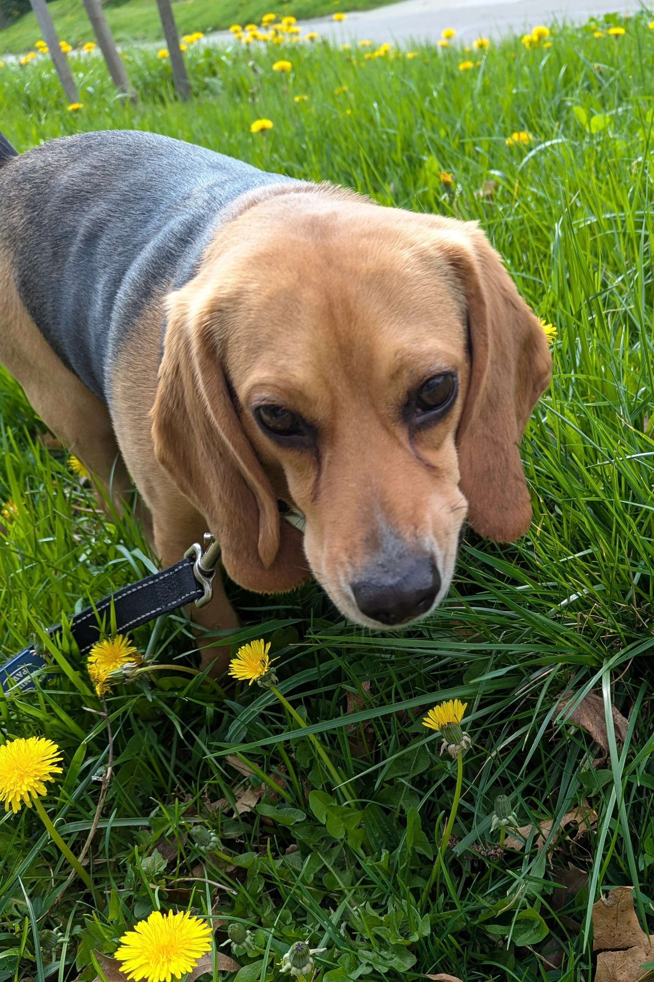A beagle dog with tan and black fur walking in a grassy area with yellow dandelions and green plants, with a road and trees in the background.
