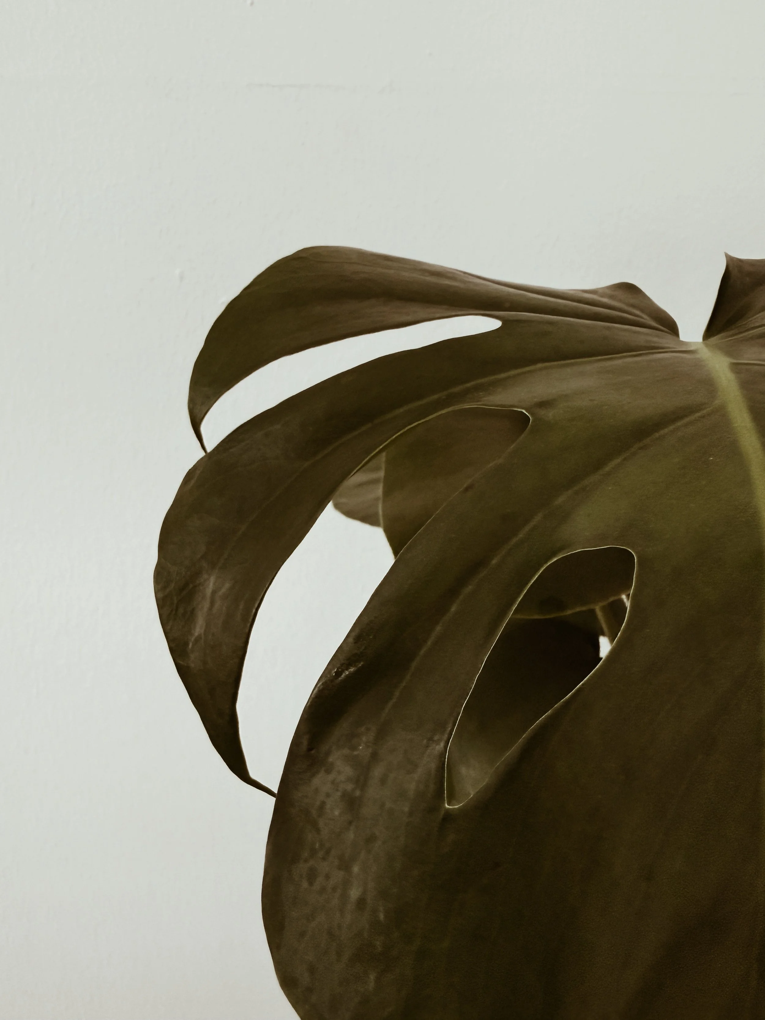 Monstera at Salontrose