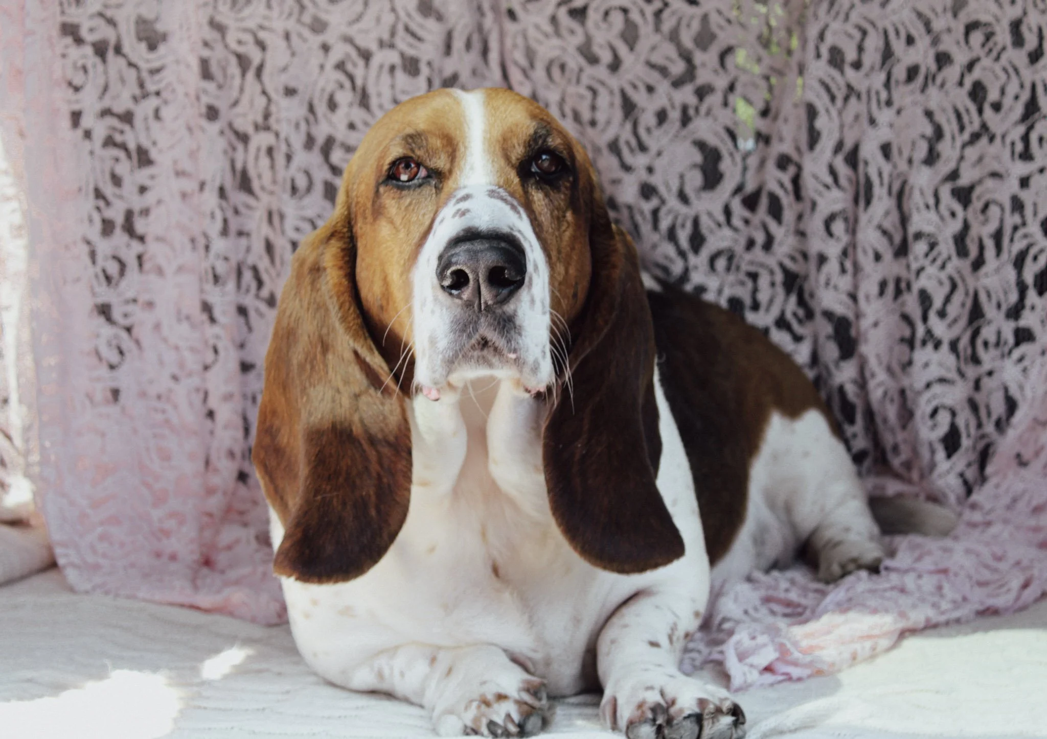 A brown and white Basset Hound dog lying down on a white surface while looking directly at the camera. The background features a pink and purple patterned fabric.