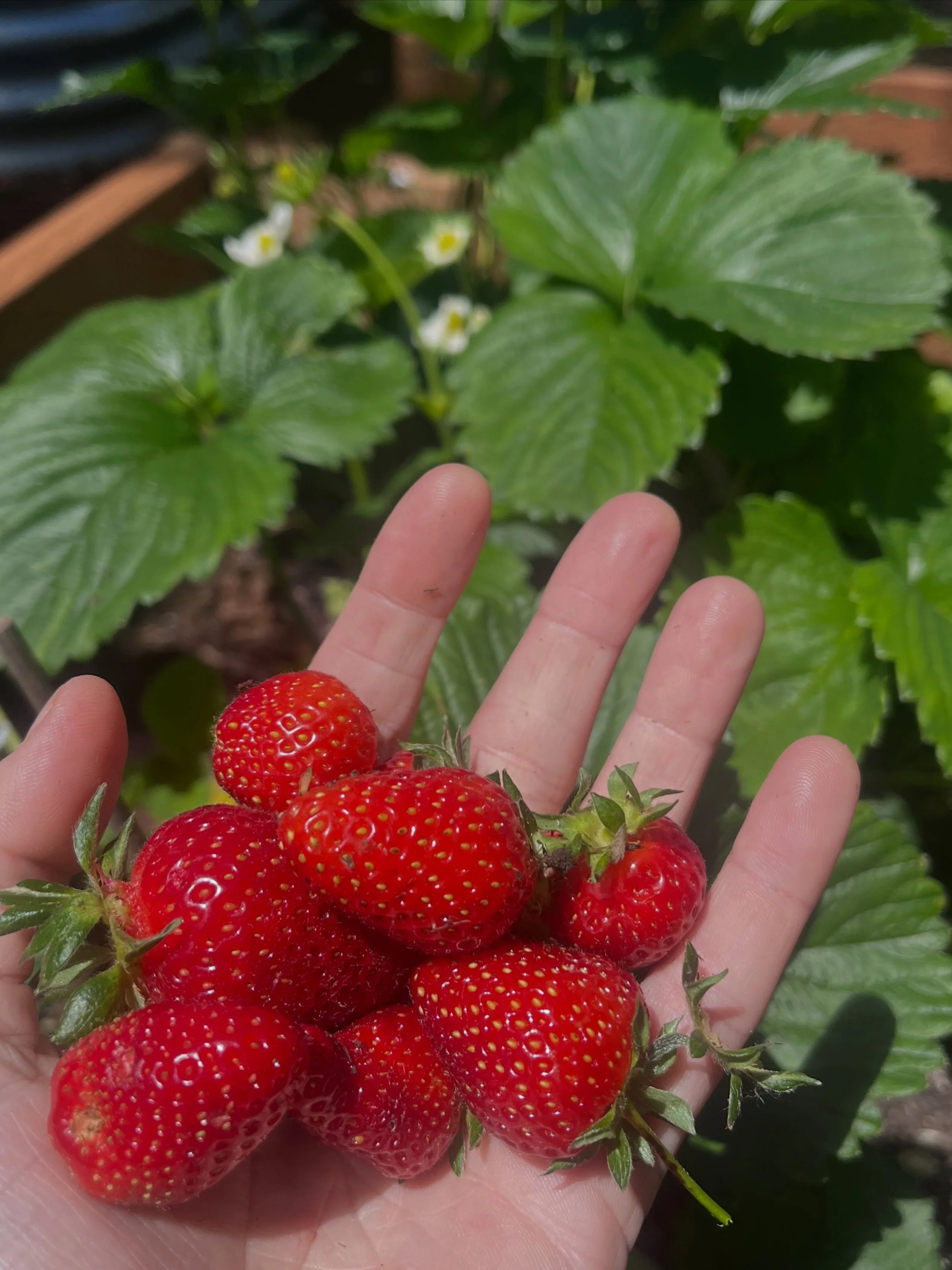 🍓 It&rsquo;s Strawberry season!

1) Did you know that strawberry leaves have a long history in traditional and herbal medicine use and have some surprising health benefits?

Not just a strawberry, the fruit we all know and love, but strawberry leave