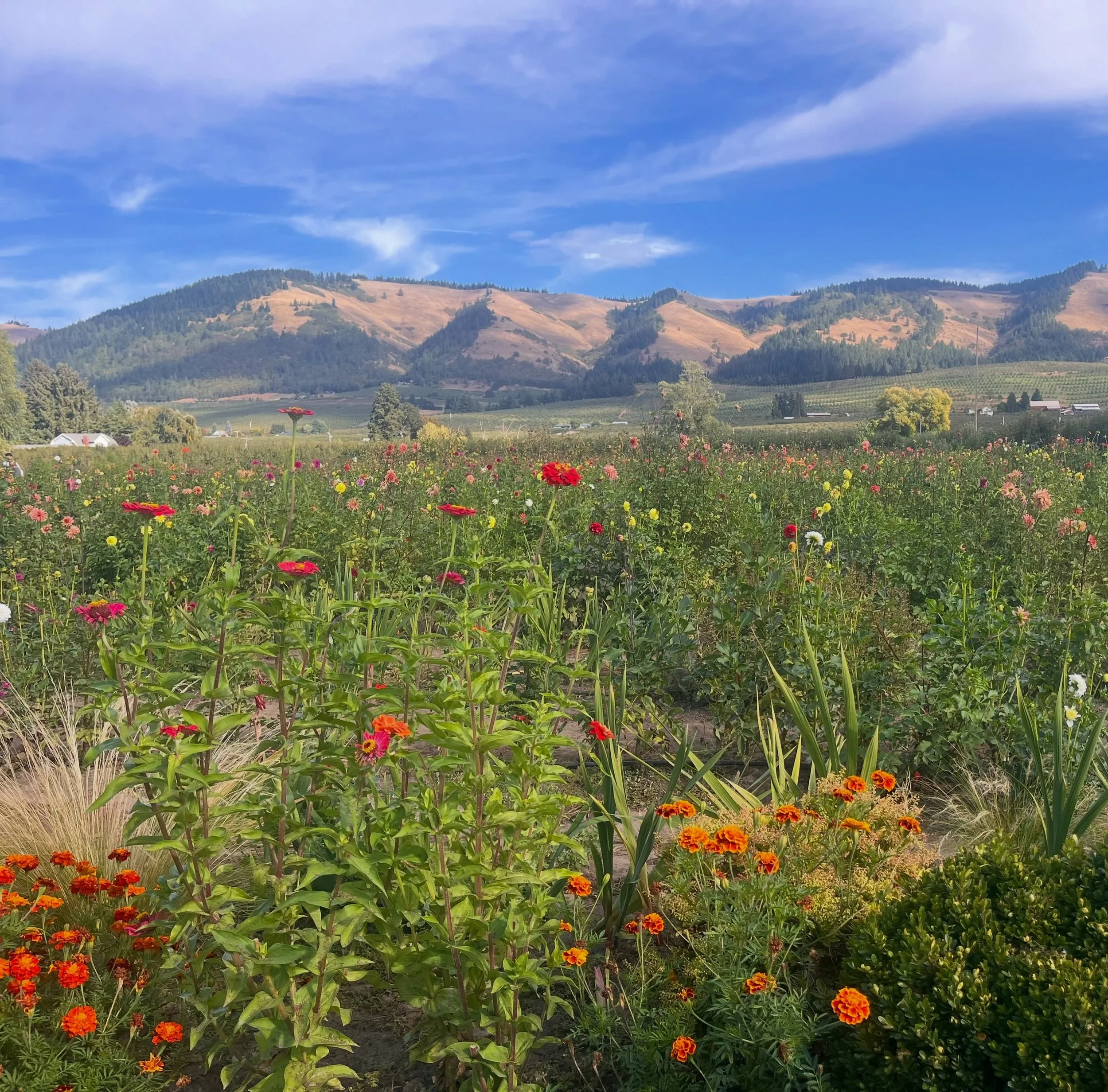 Health rarely begins where we think it does.

Sometimes it begins here. In the rows. In the soil. In the season that decides what grows and when.
Where our food comes from matters. 

The soil, the climate, the distance from field to table &mdash; the