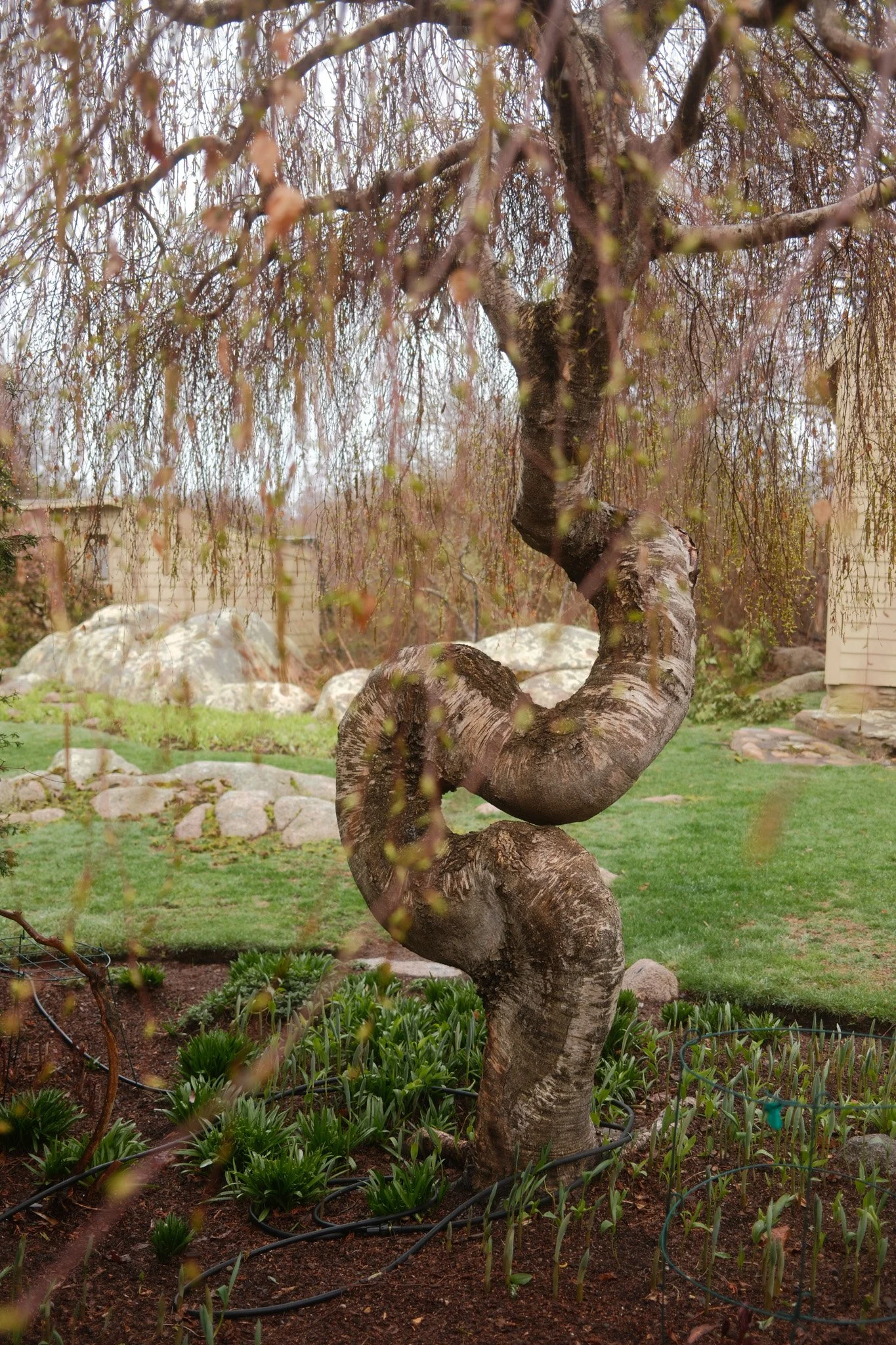 Gloucester tree with curved trunk