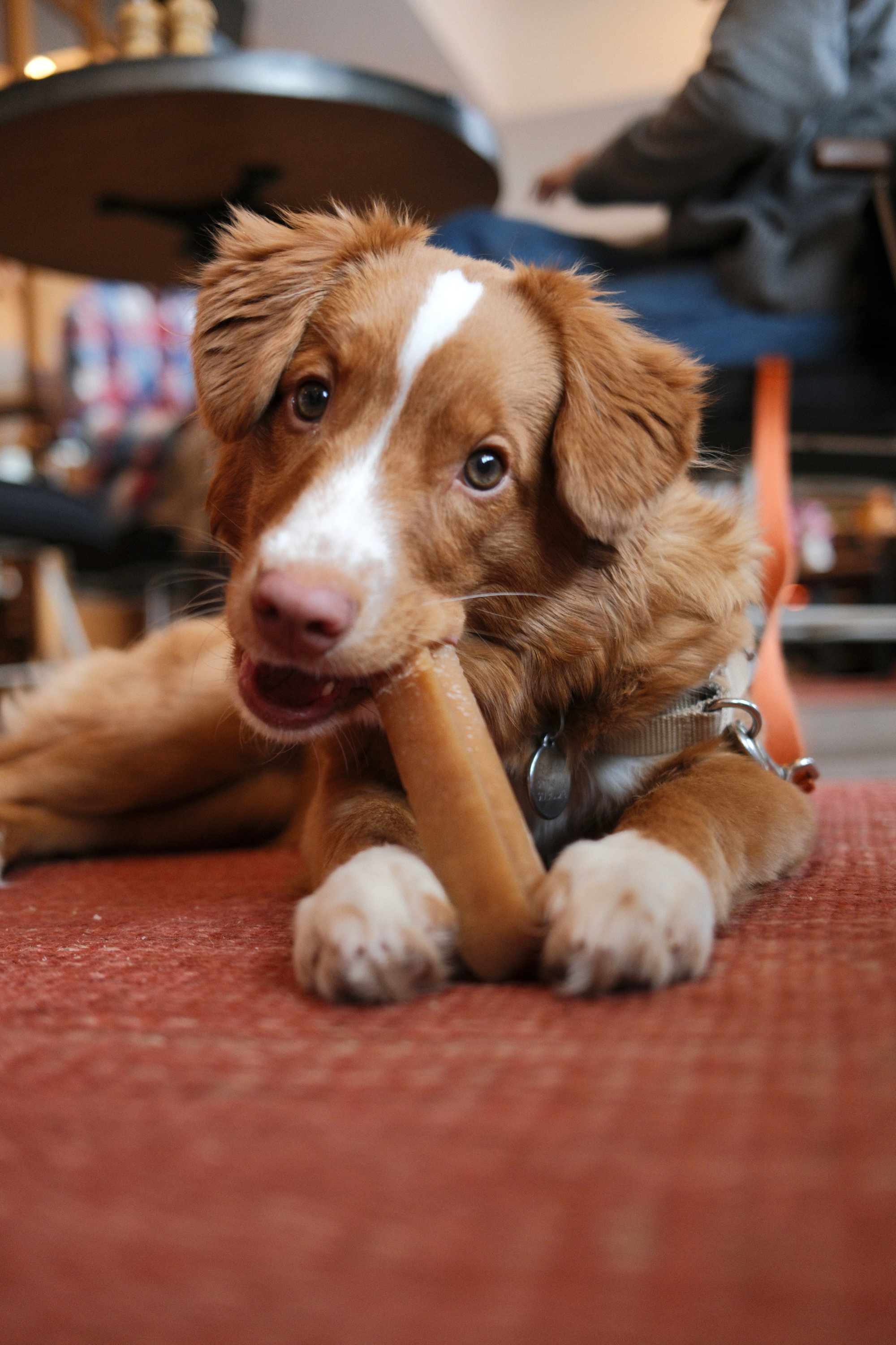 Red and white dog eating a bone in the lobby