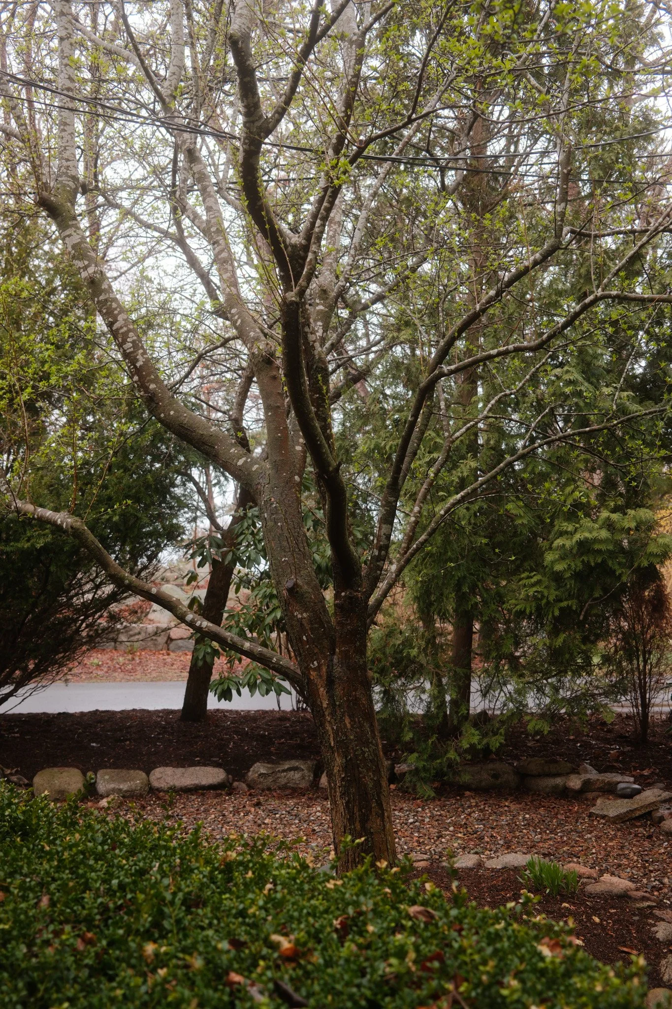 Tree in side yard