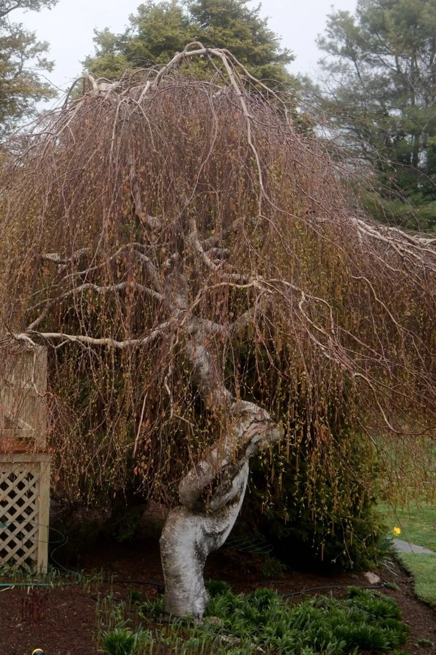 Tree with curved trunk
