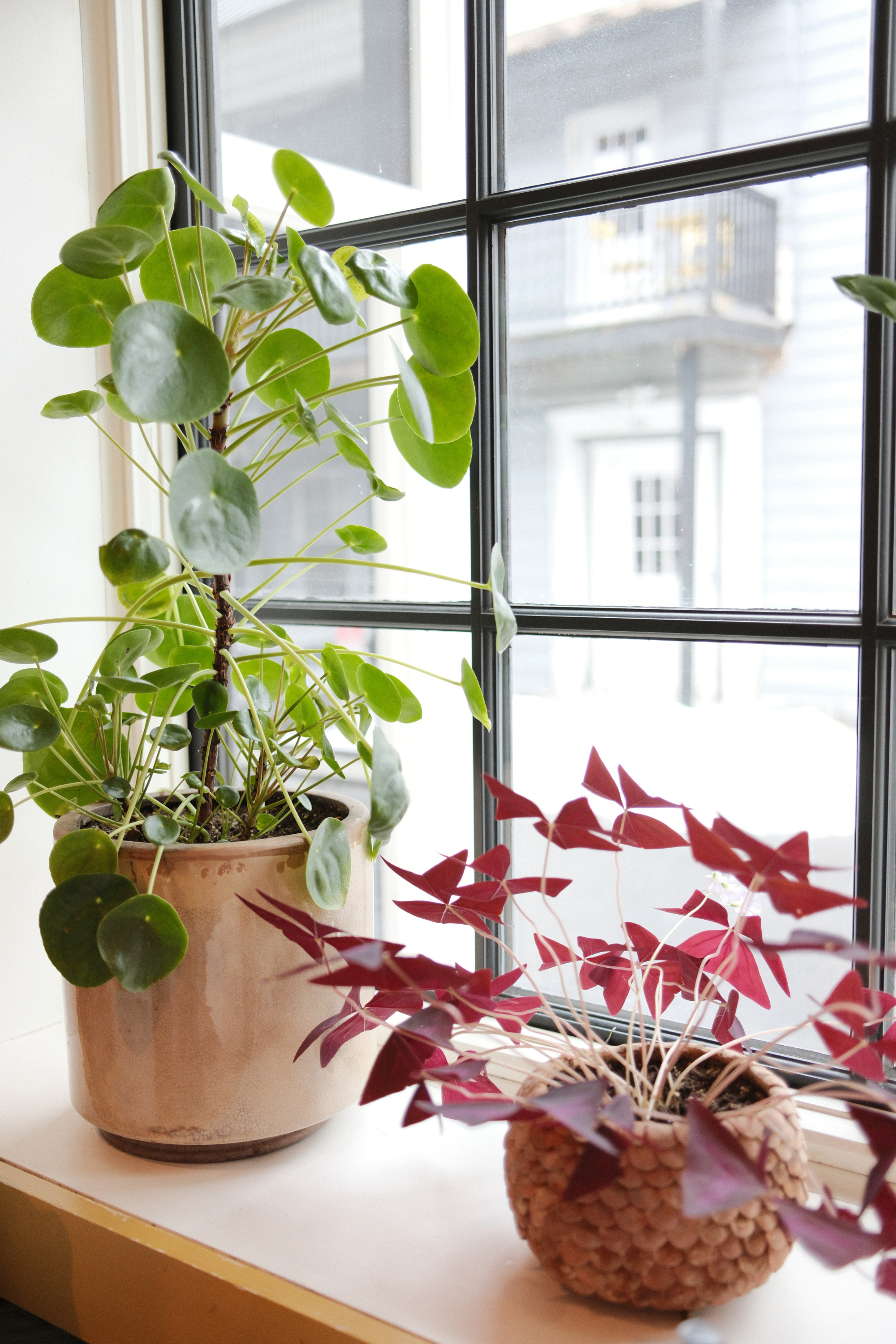Lobby plants in a windowsill