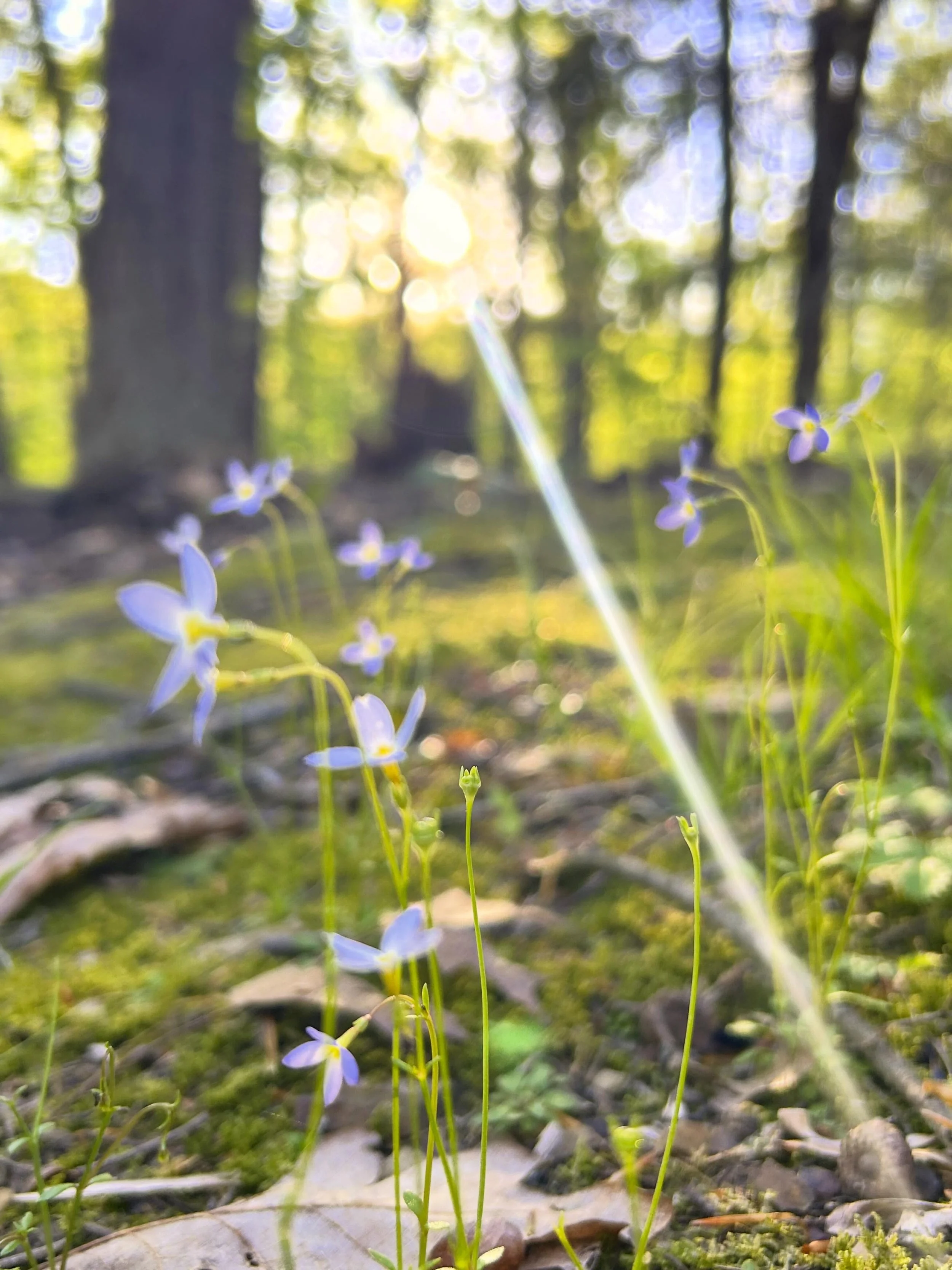 Azure Bluets. 
One of my very first favorite Wildflowers seen along walks "down the farm"  holding my Aunt Wendy's hand. 
And my twin sister Jessi holding her other hand. 🥰