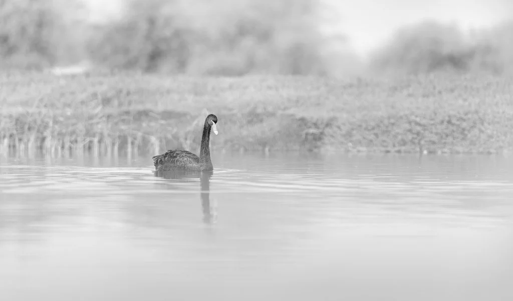 20220702_DSF4037-RAF_DxO_DeepPRIME.tif.jpg
