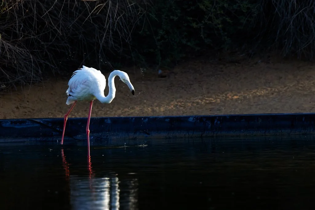20211225__A5A0714-CR3_DxO_DeepPRIME.jpg