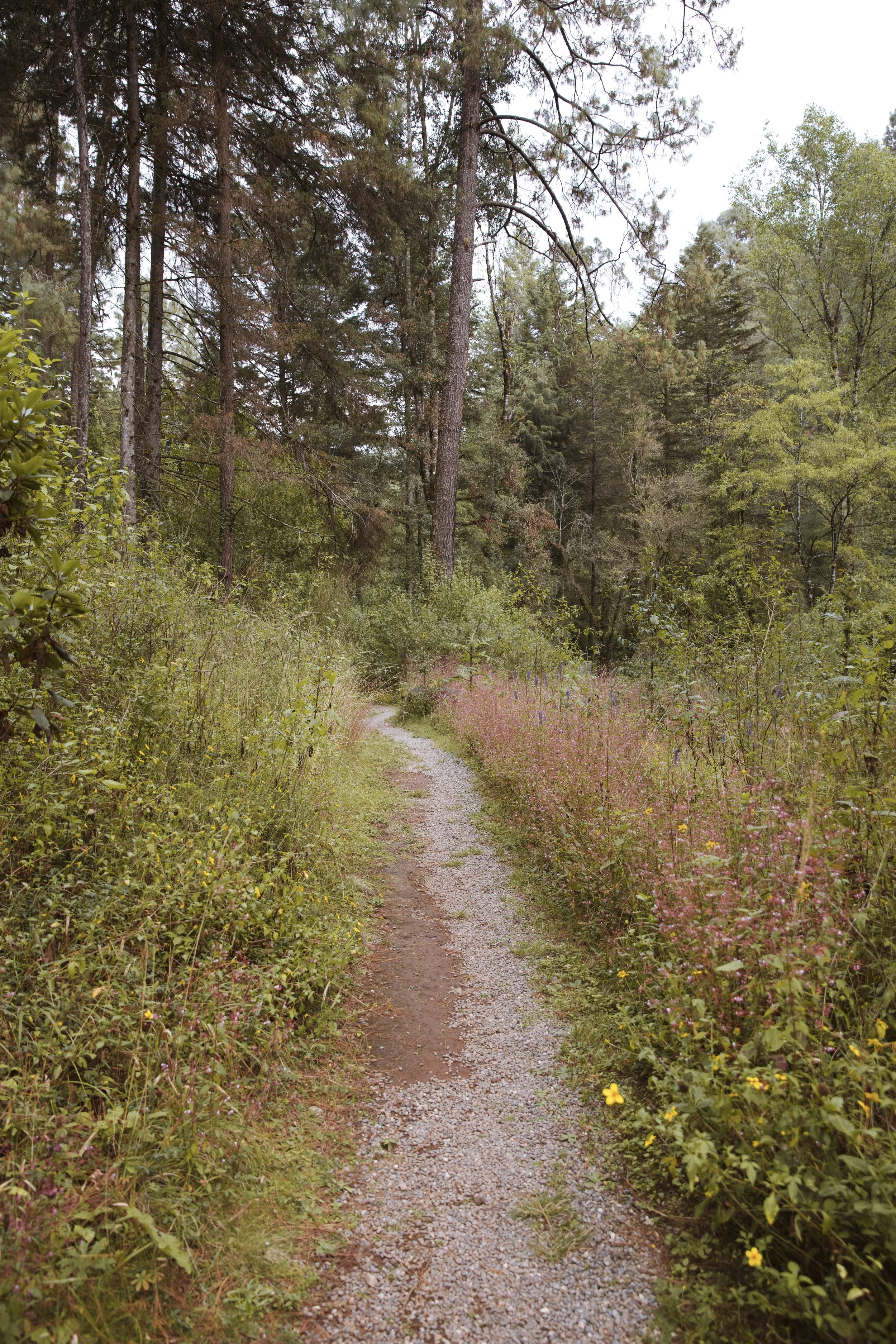 4M5A6684 Photofield.jpg