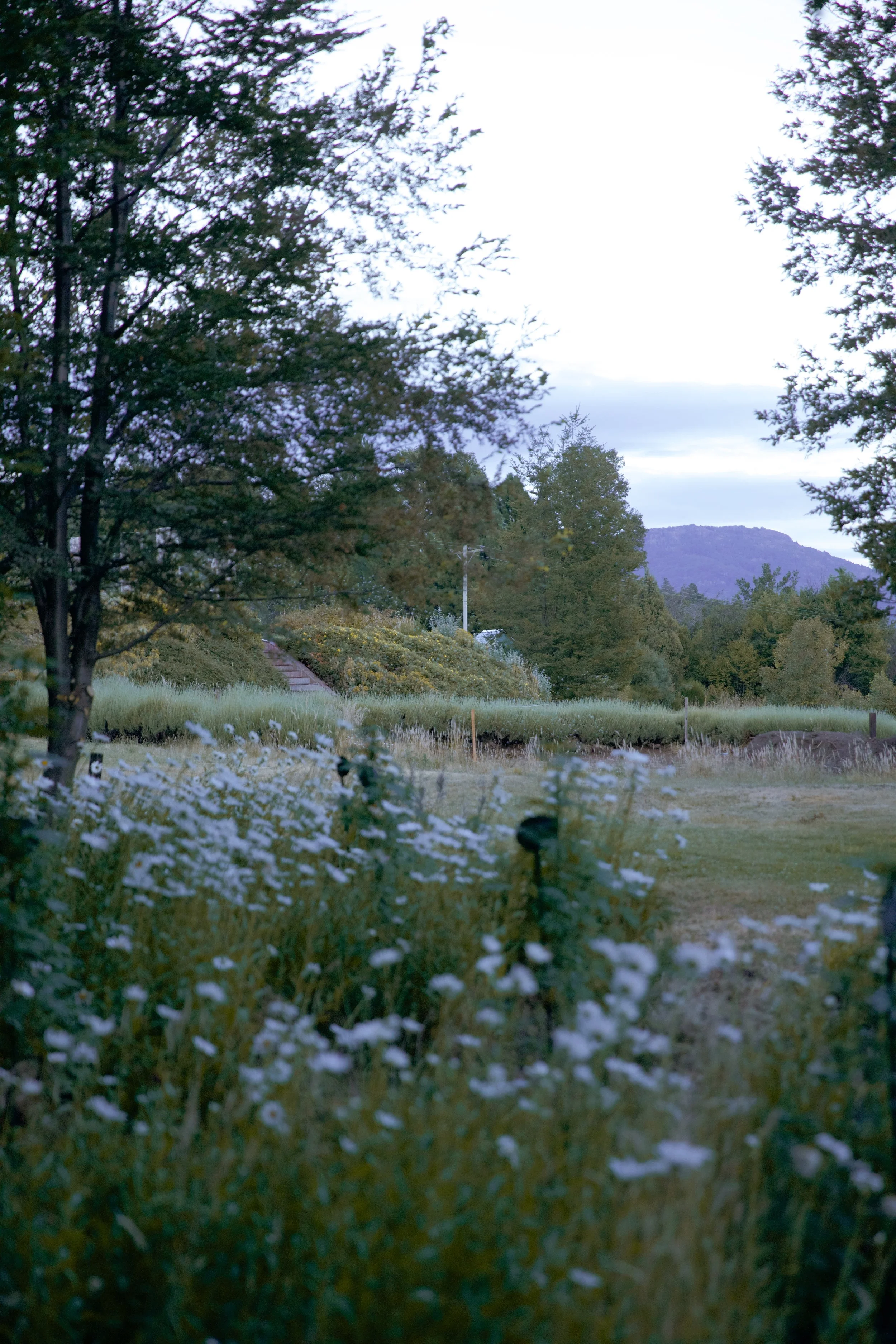 4M5A3460 Photofield.JPG