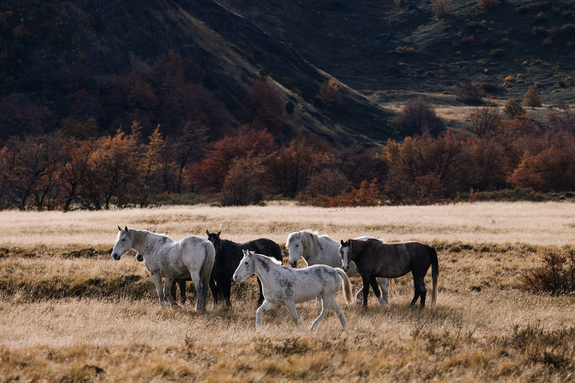 083A8318%20Photofield_VSCO 2.jpg