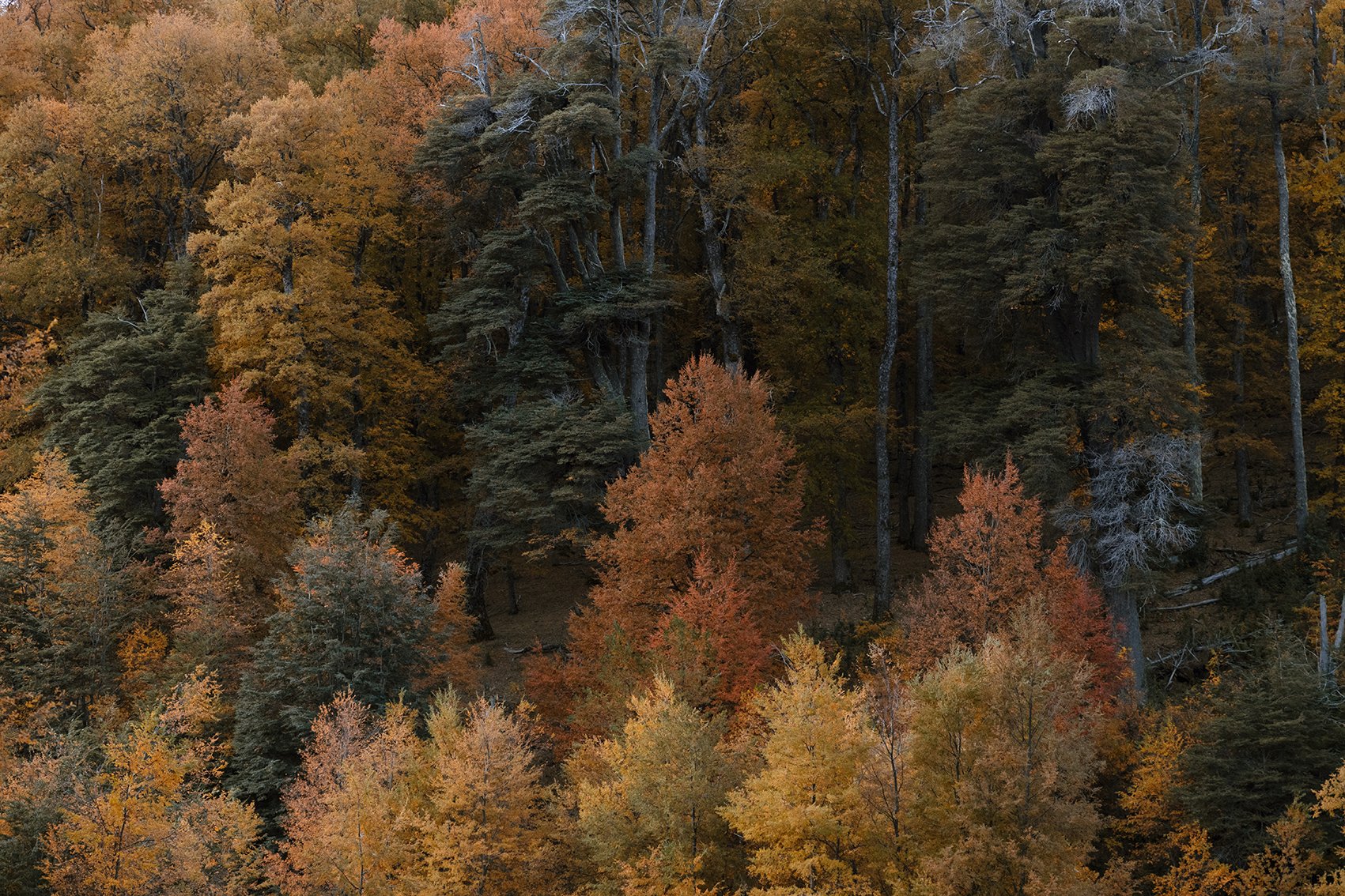 4M5A3702 Photofield.jpg