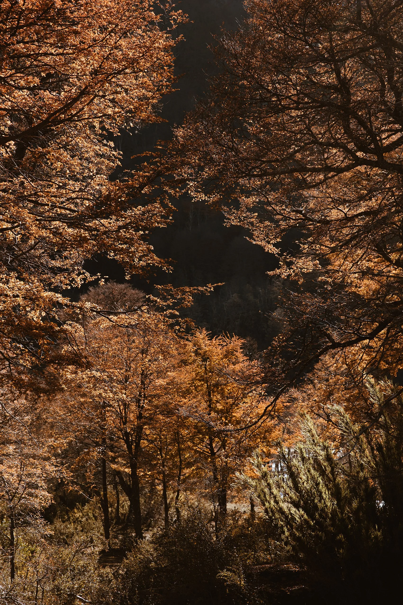 4M5A3972 Photofield.jpg