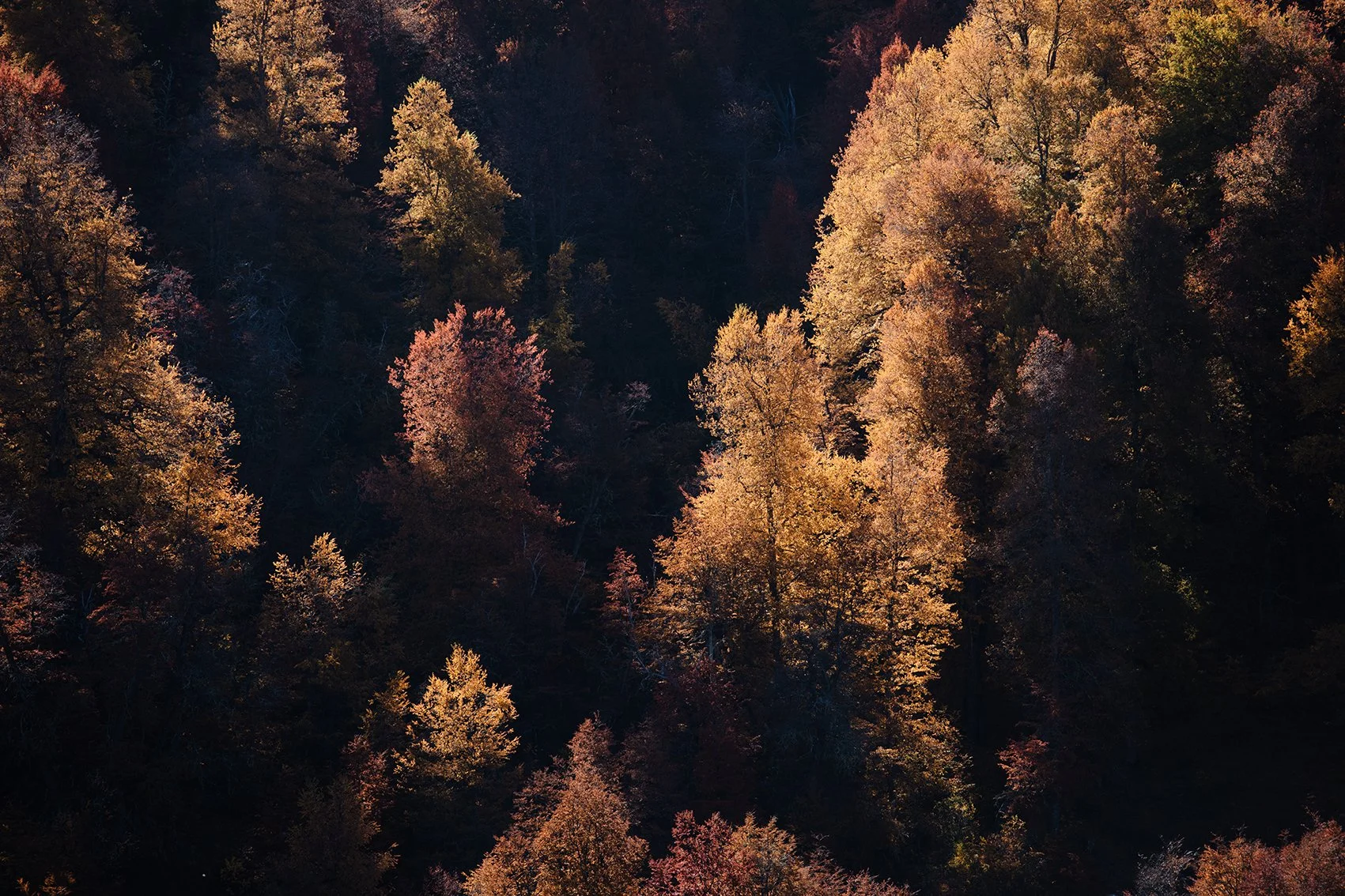 4M5A4008 Photofield.jpg