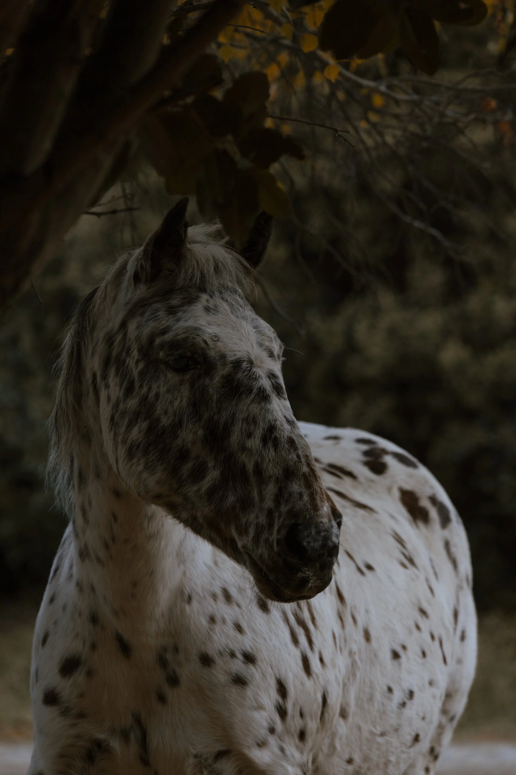 083A2230 Photofield 2.JPG