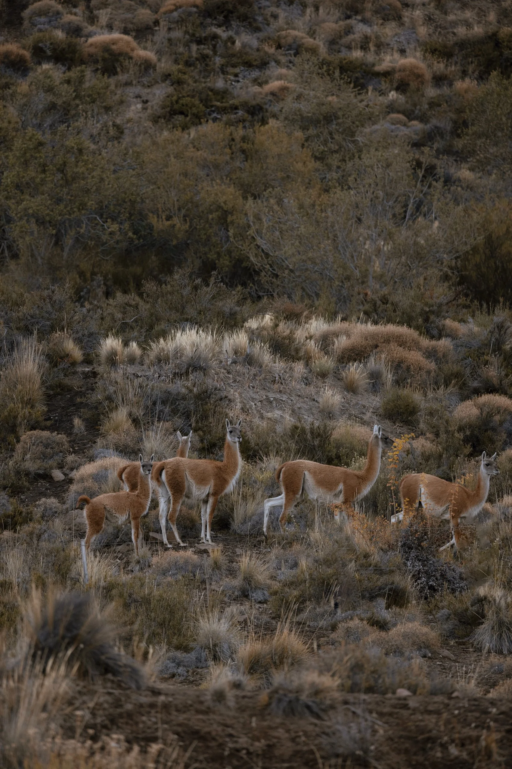 083A2466 Photofield.JPG