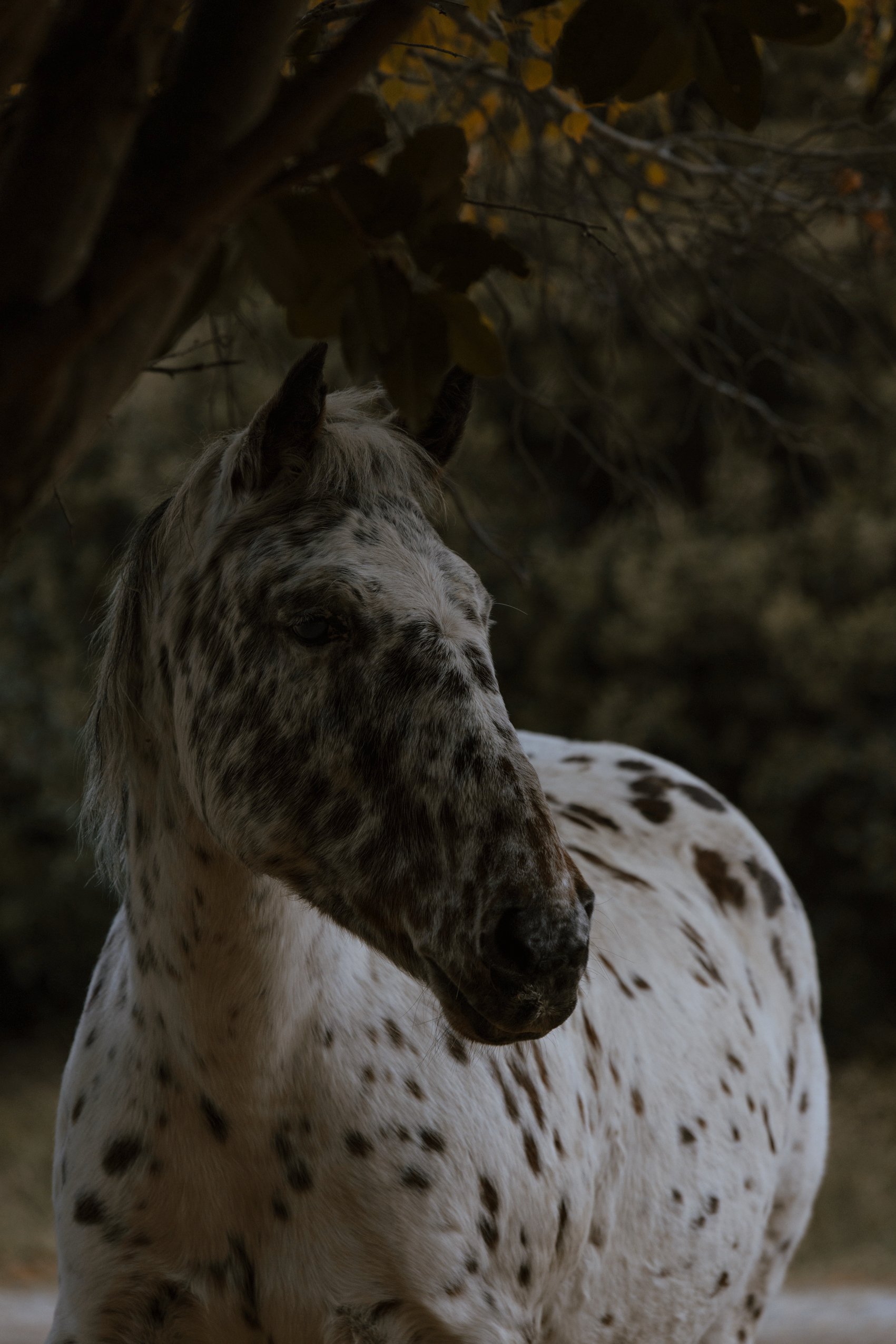 083A2230 Photofield.JPG