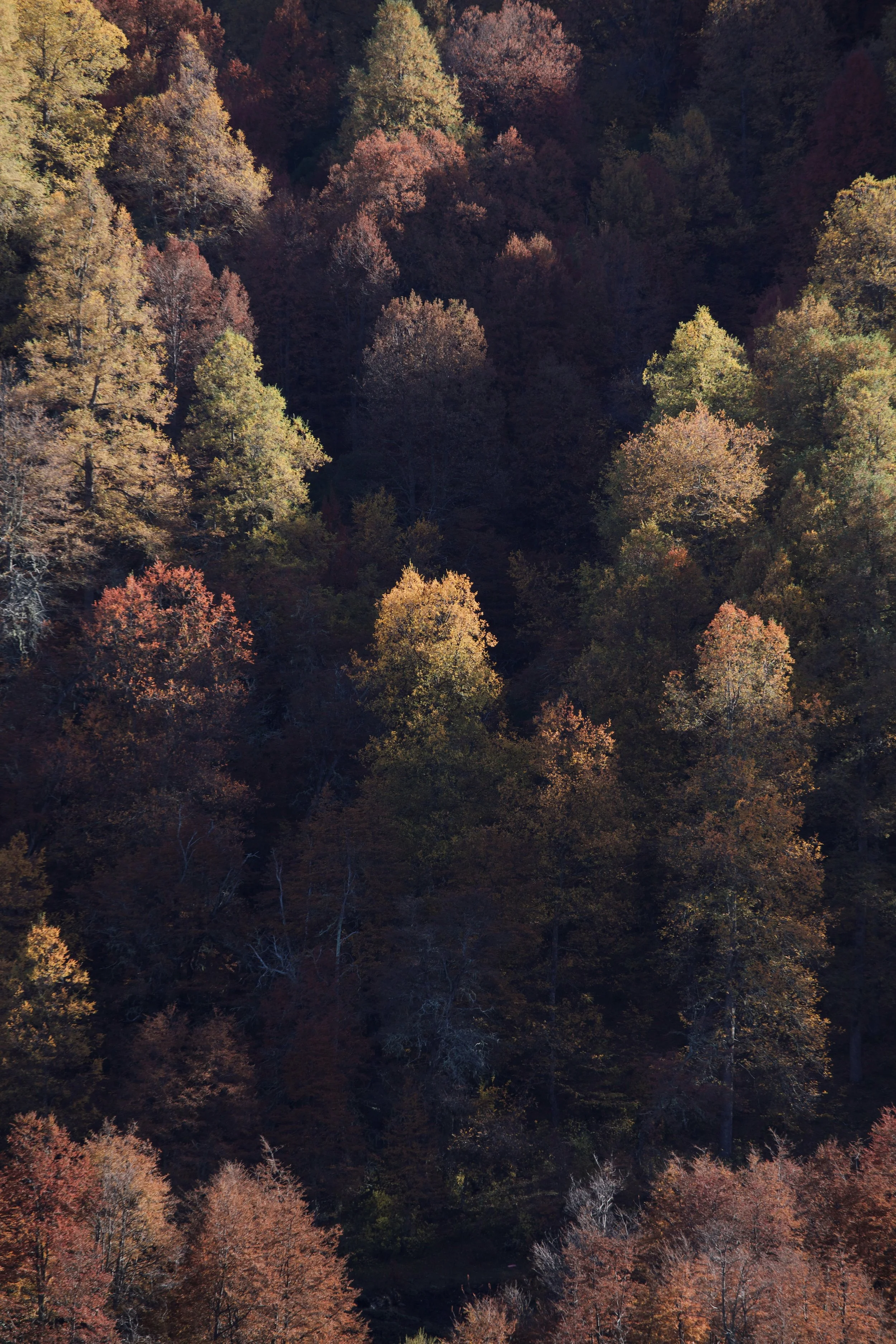 4M5A3235 Photofield.jpg