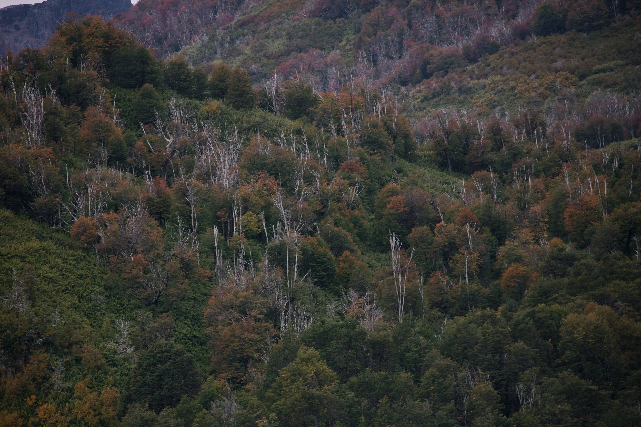 4M5A9415 Photofield.jpg