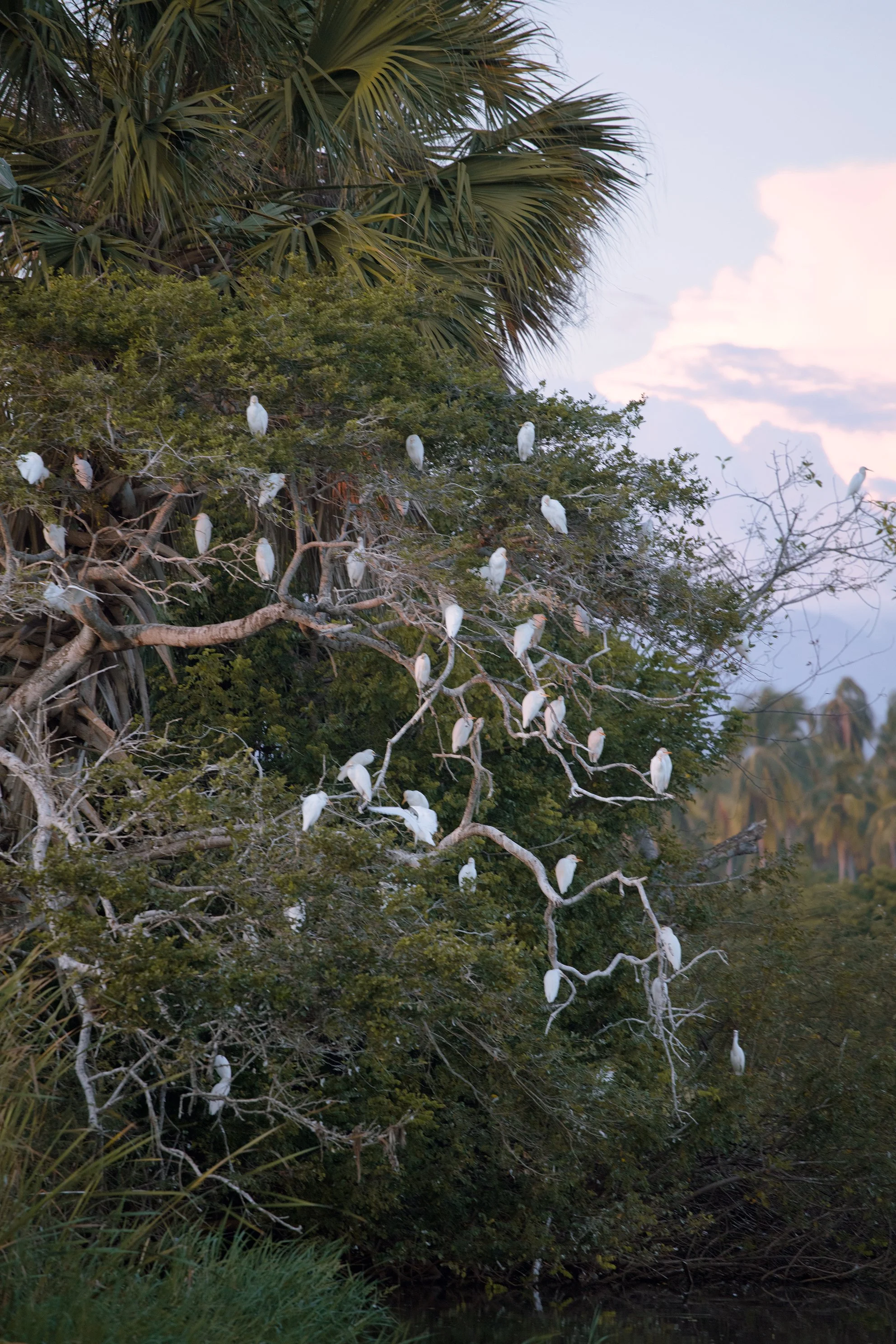 4M5A3323 Photofield.jpg