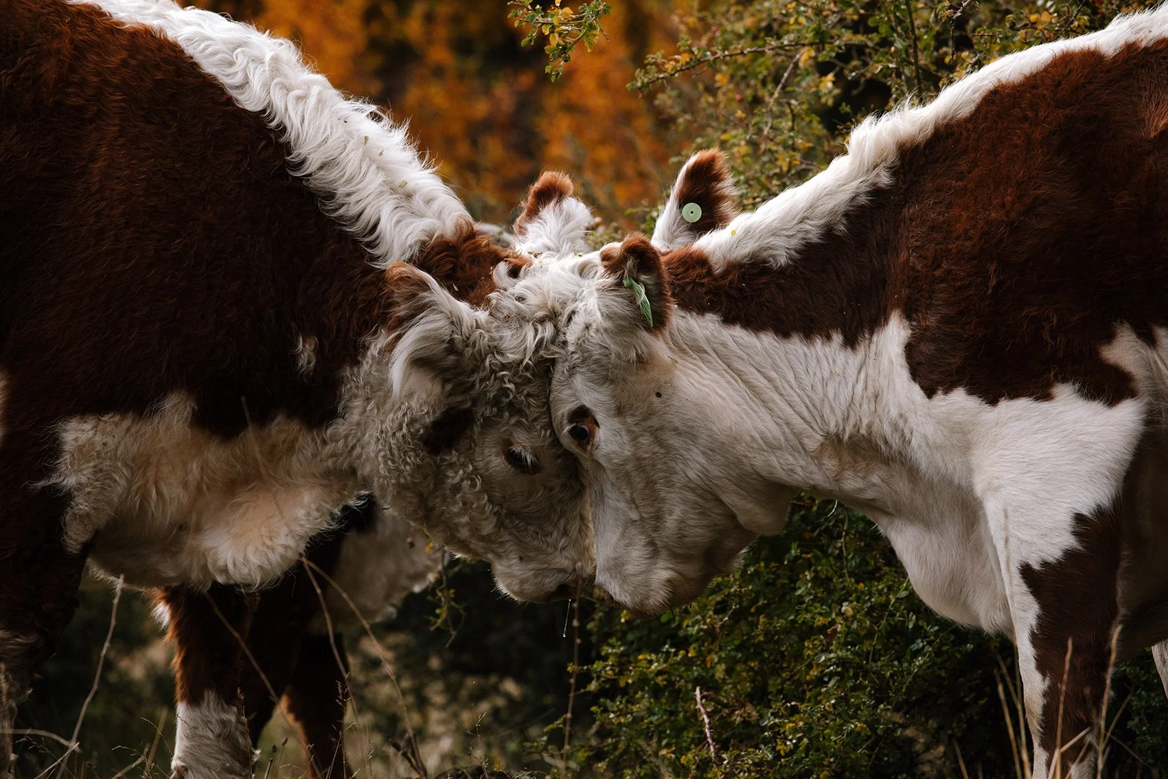 4M5A3842 Photofield.jpg