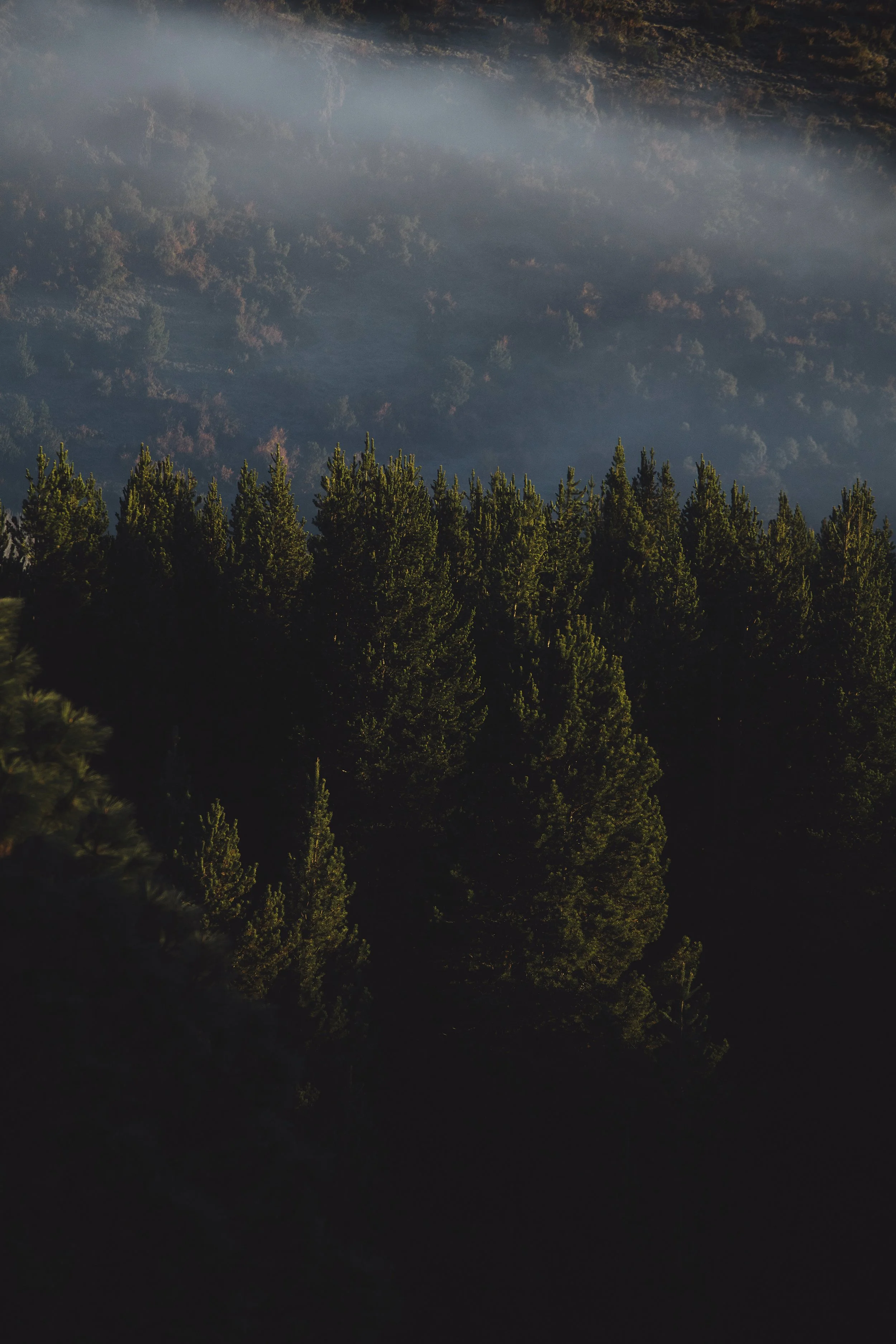 4M5A4454 Photofield (1).jpg