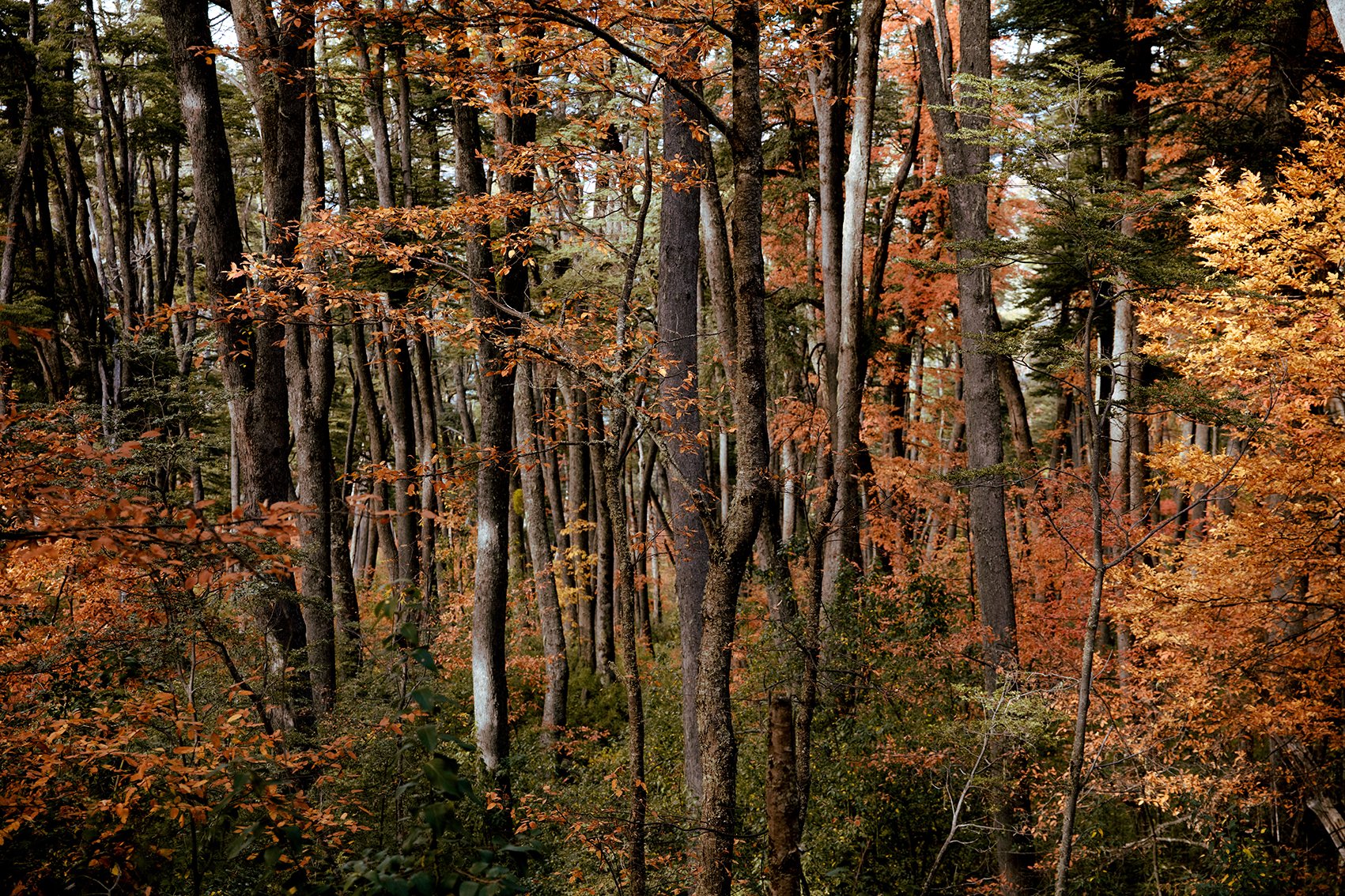 4M5A4400 Photofield (2).jpg