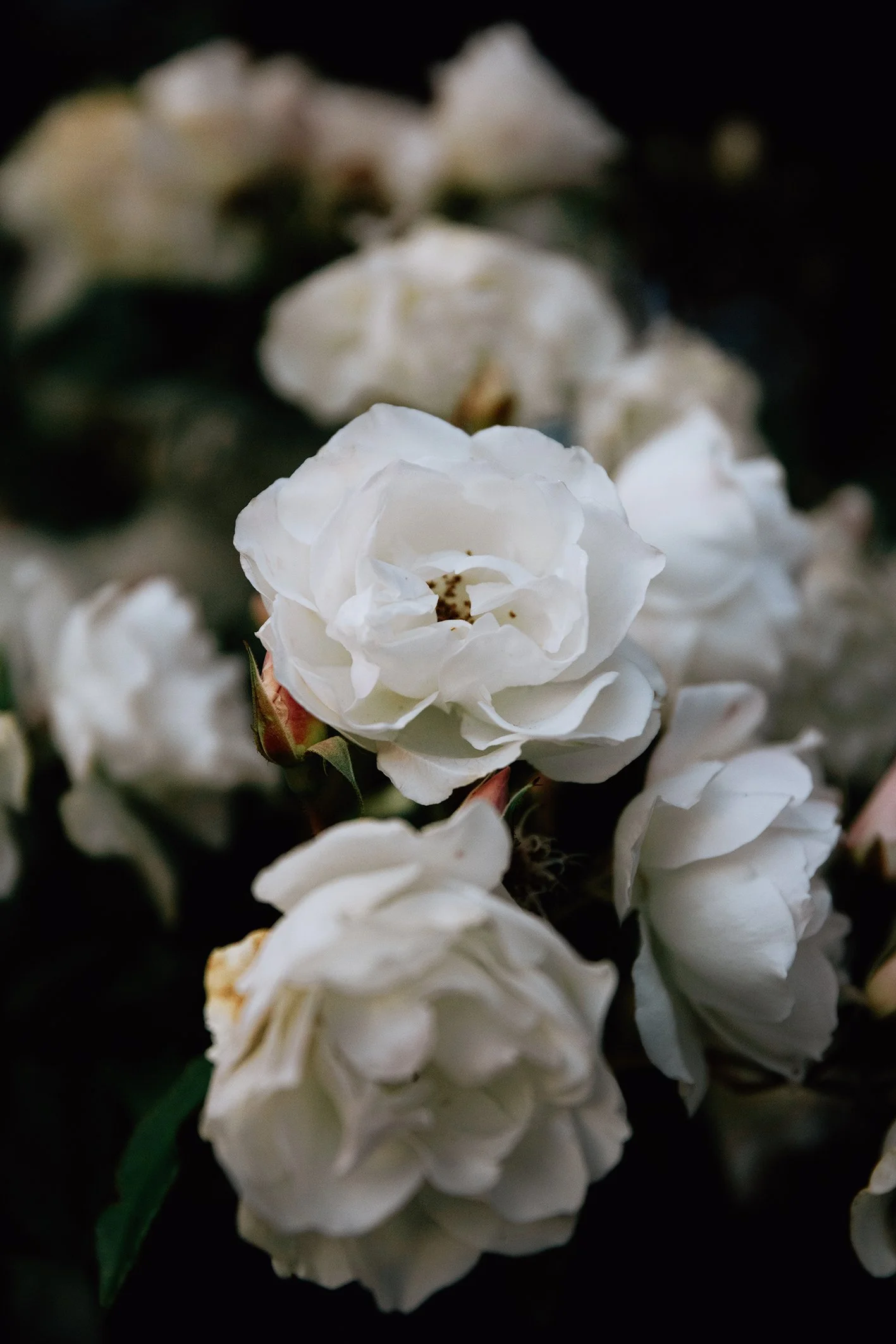 4M5A1946 Photofield.jpg